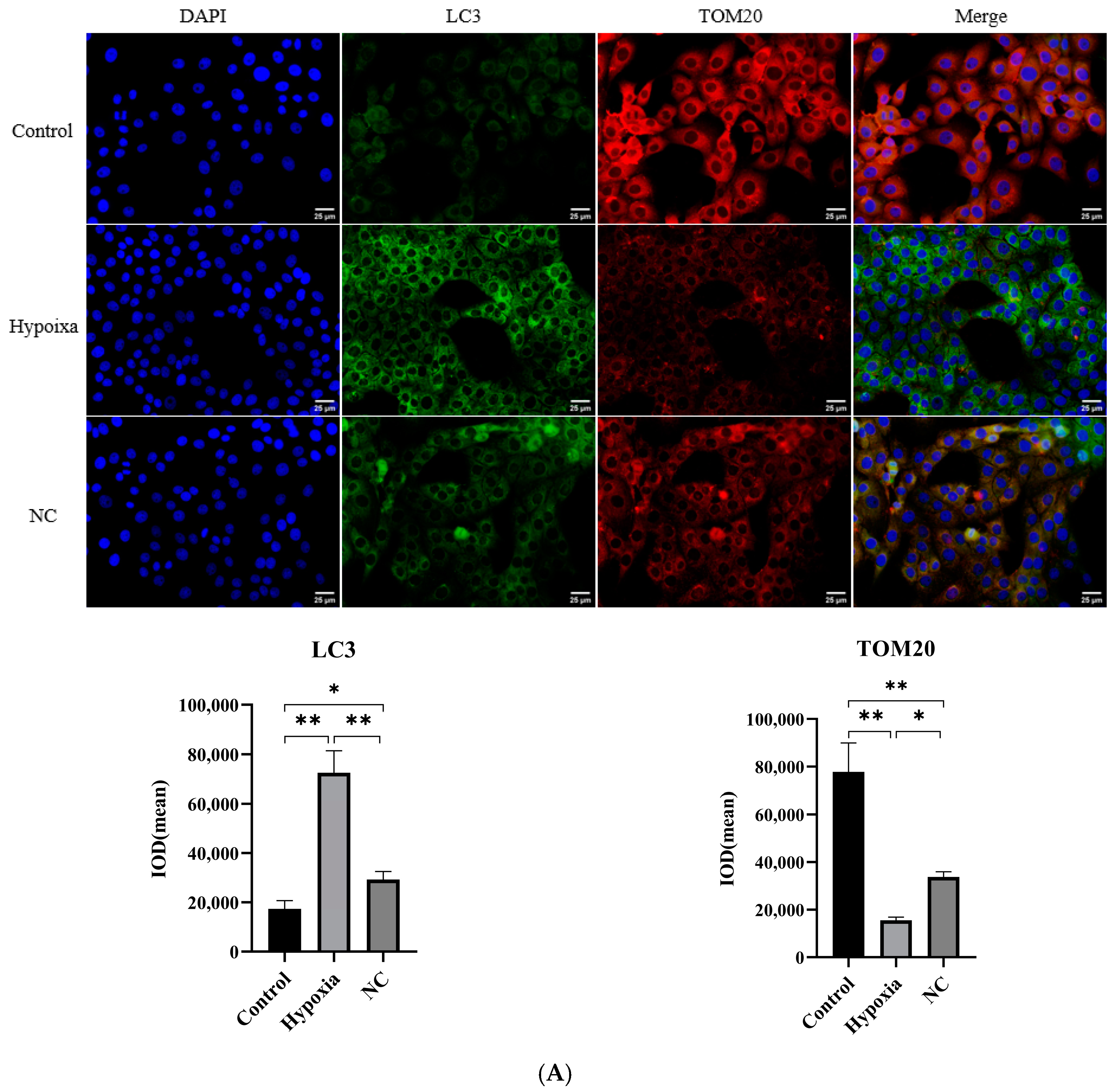 Animals 14 03016 g003a