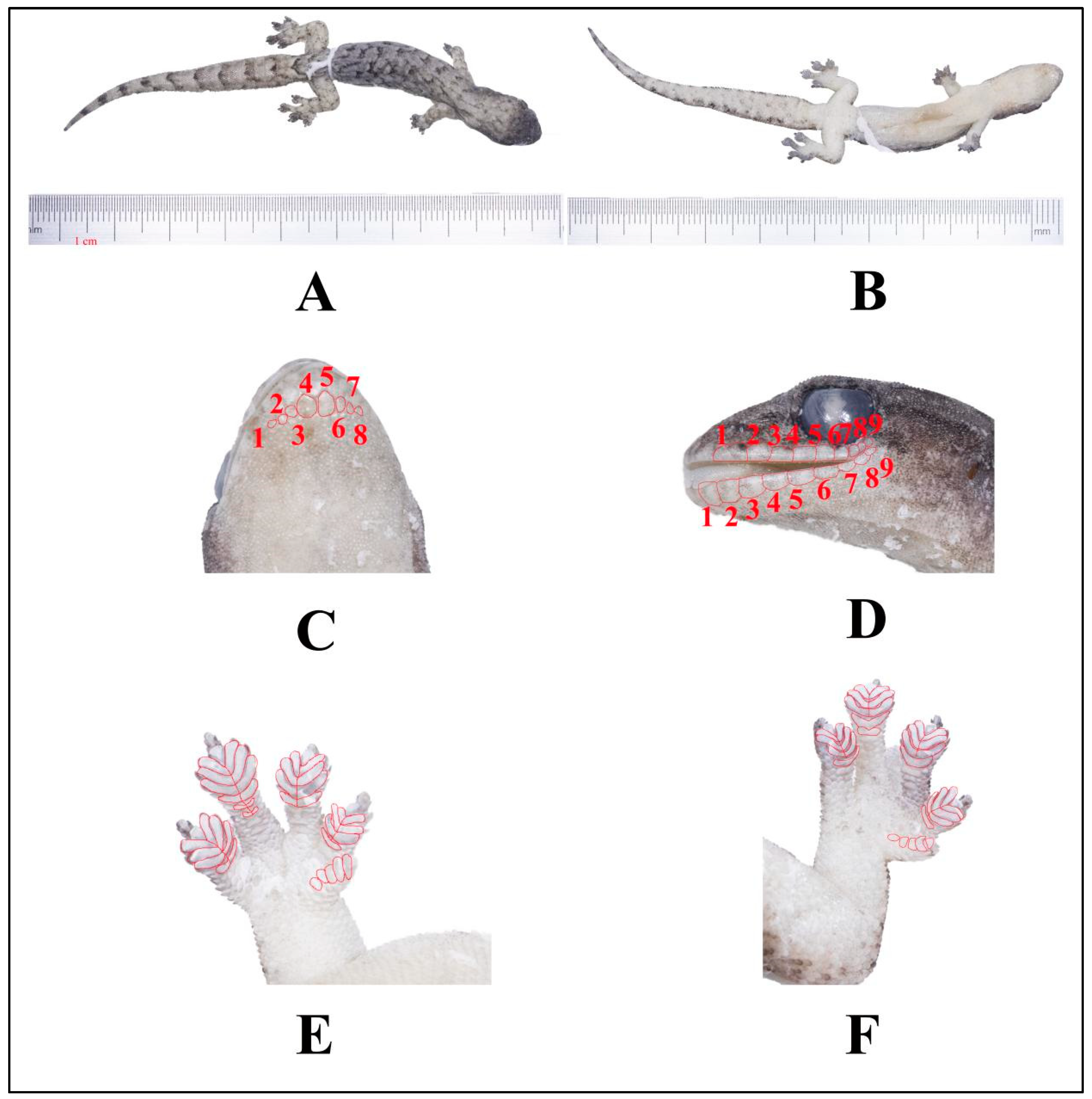 Animals 14 03030 g008