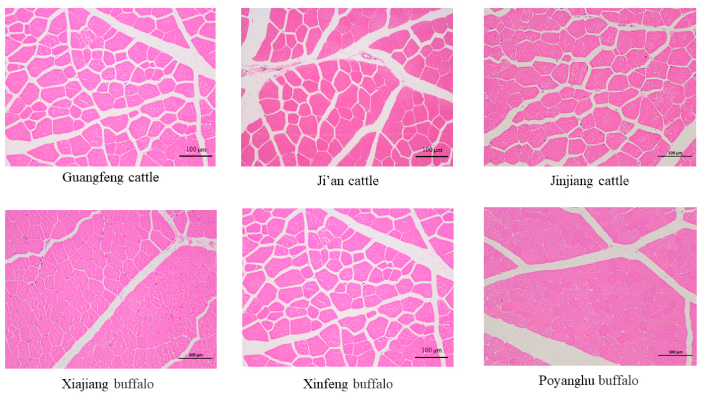 Animals 14 03053 g004