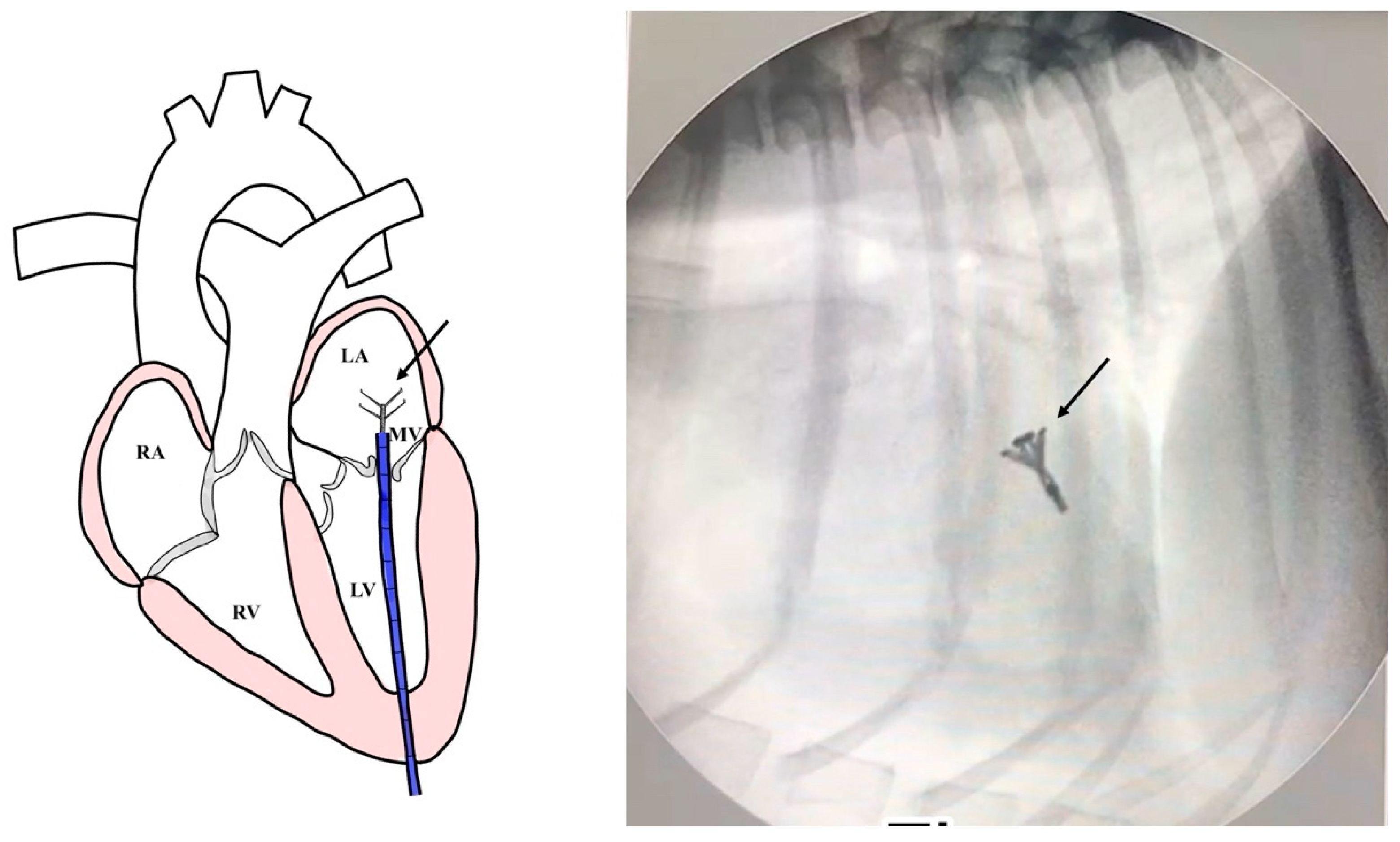 Animals 14 03068 g003