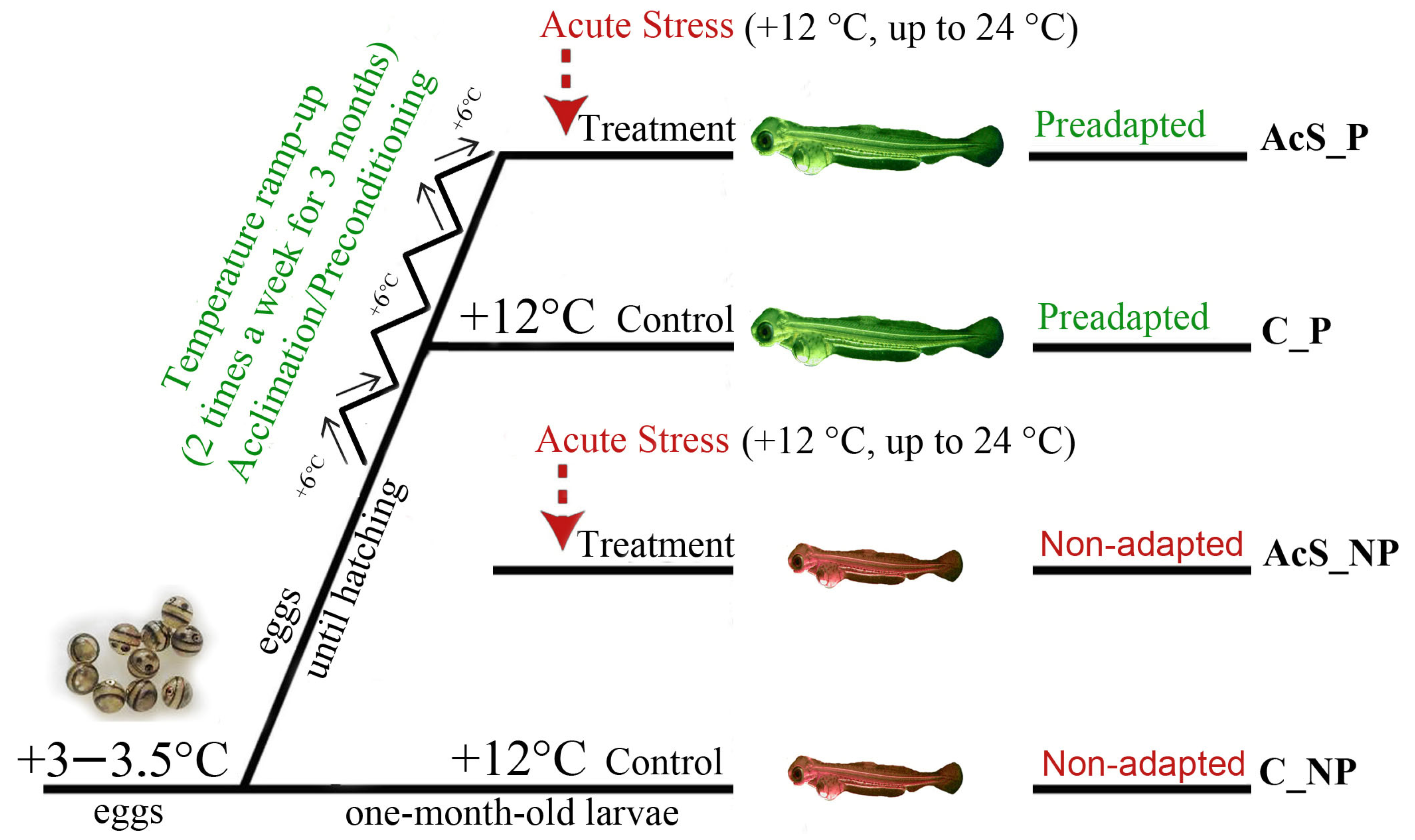 Animals 14 03077 g001