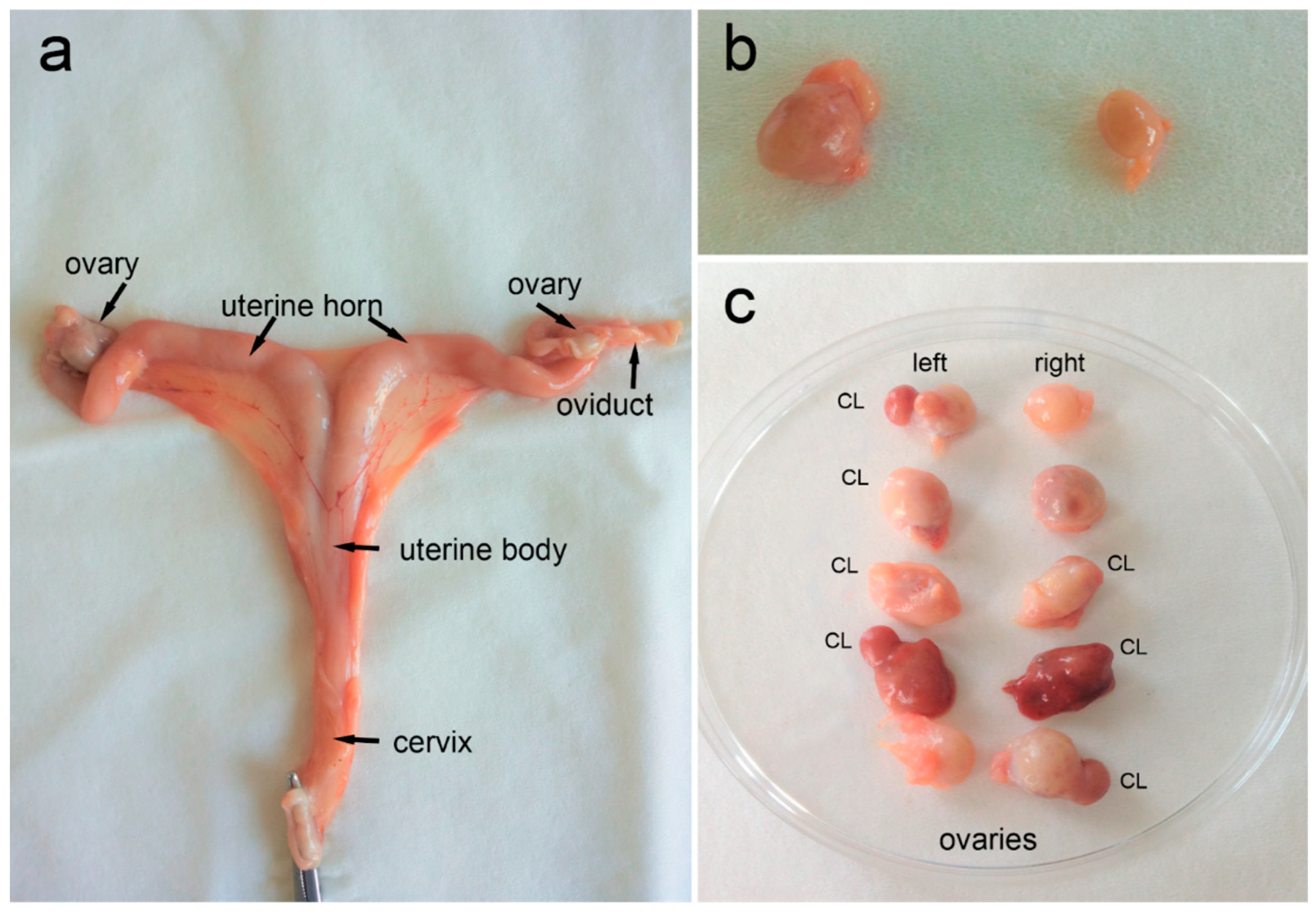 Animals 14 03078 g002