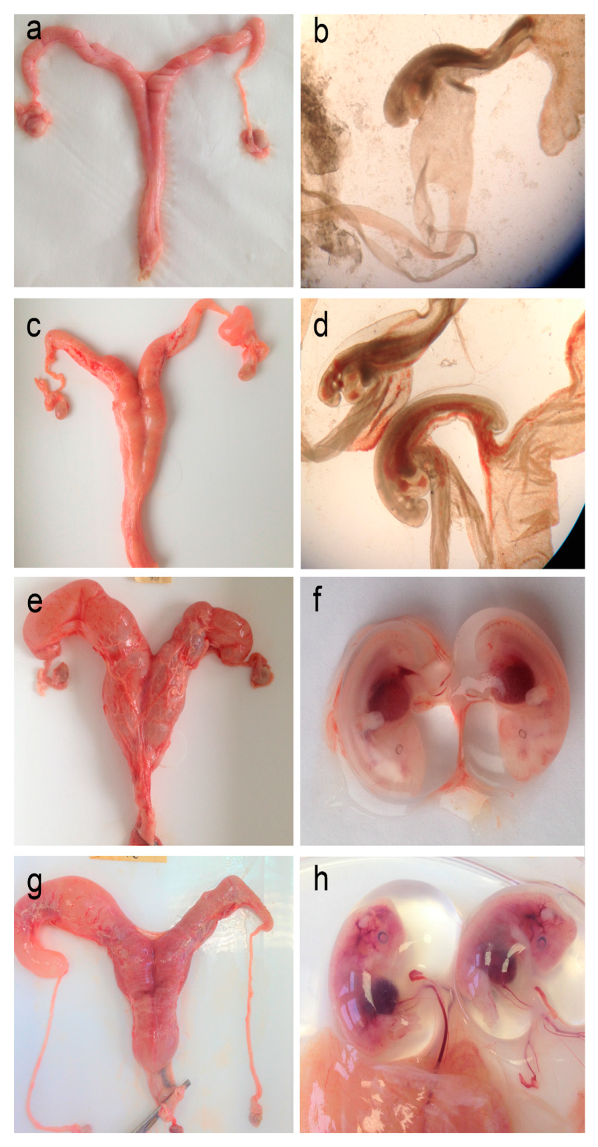 Animals 14 03078 g006