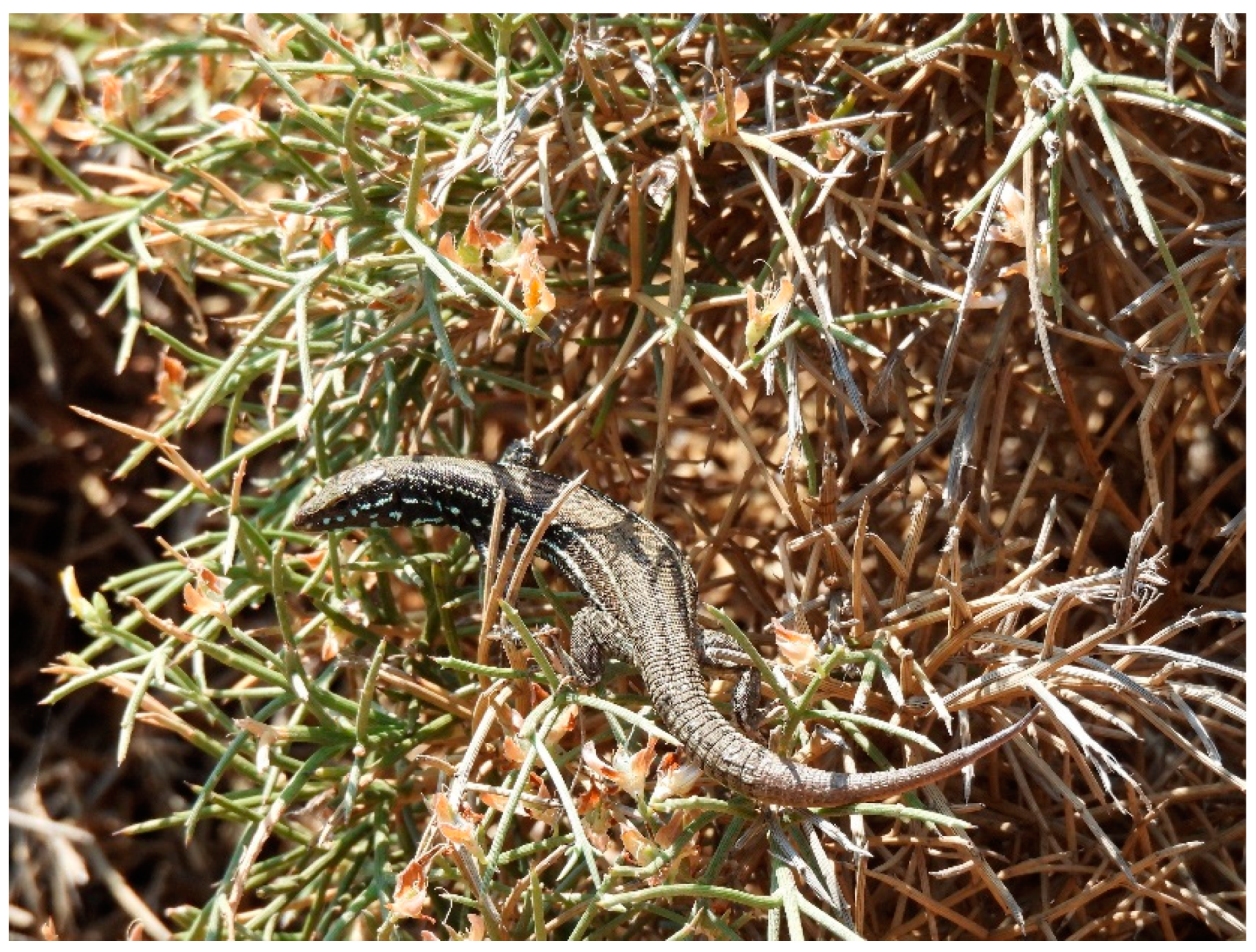 Animals 14 03087 g004