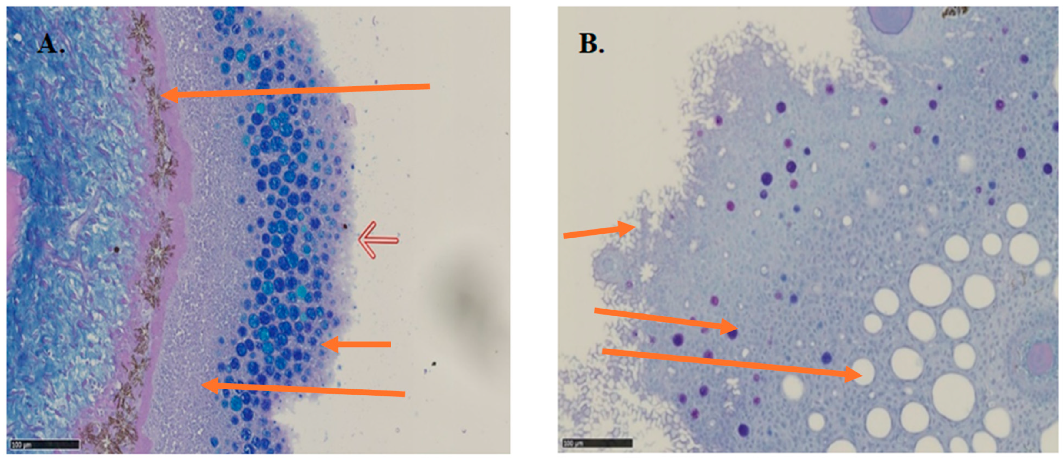 Animals 14 03114 g005