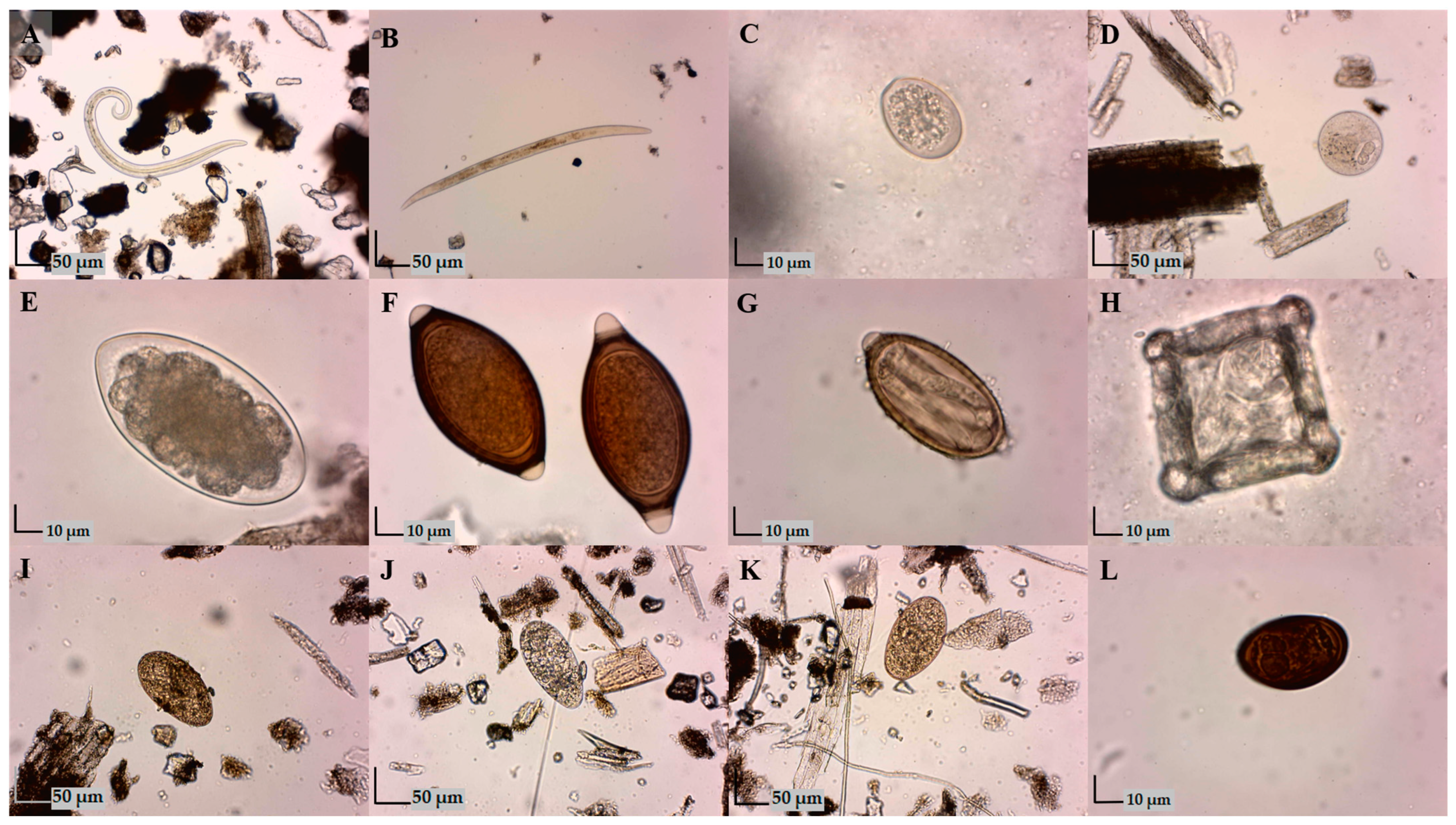 Animals 14 03120 g002 Animals 14 03120 g002