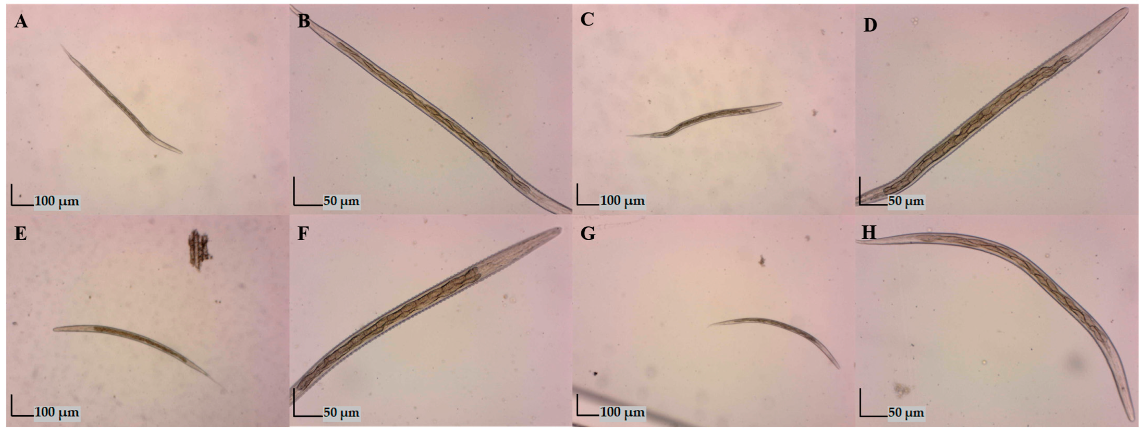 Animals 14 03120 g003 Animals 14 03120 g003