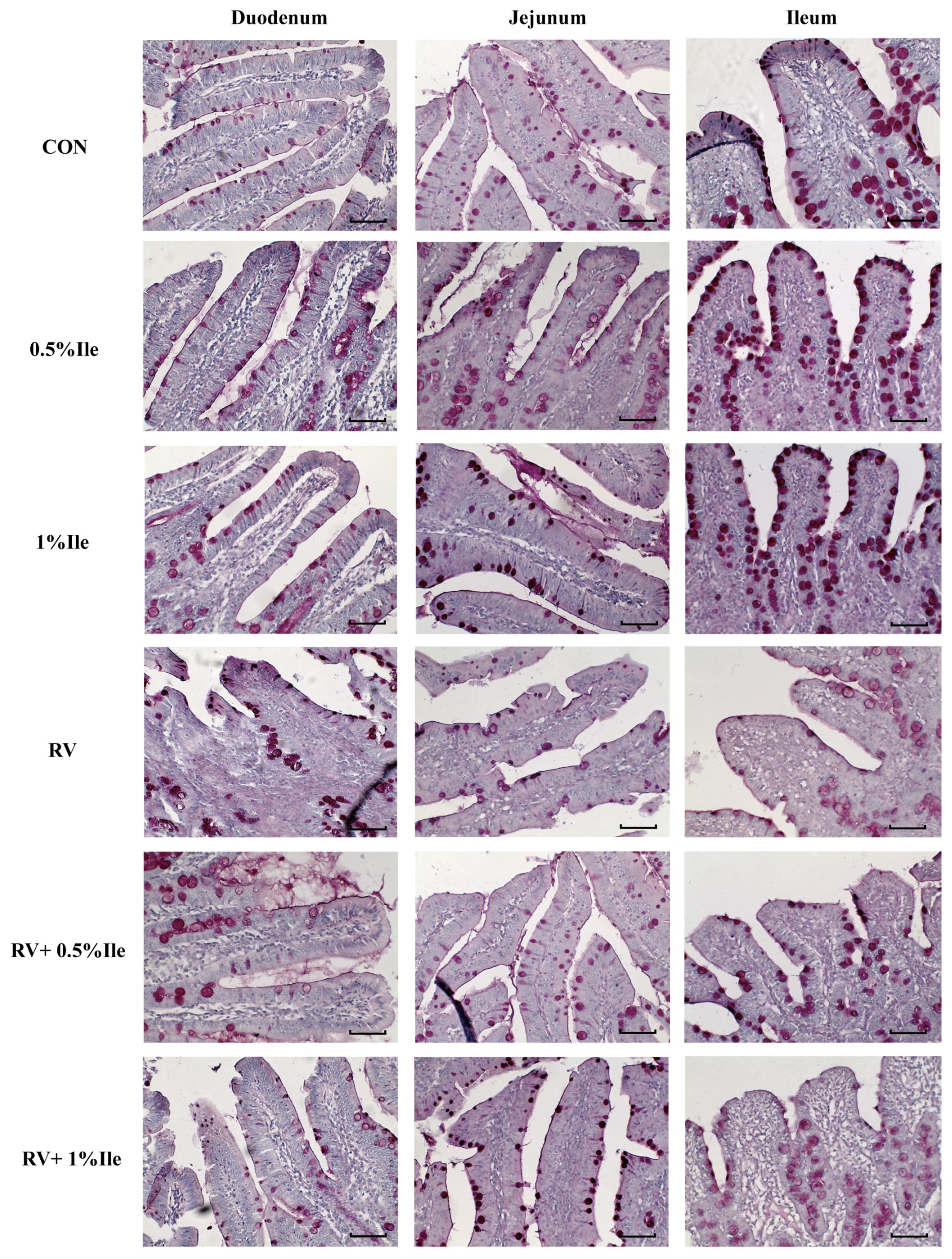 Animals 14 03146 g002