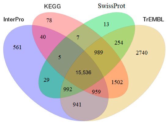 A Chromosome-Level Genome Assembly of Chiton Acanthochiton
