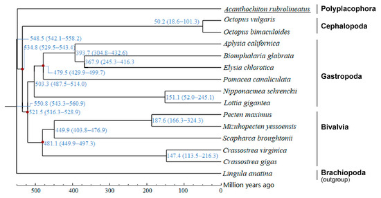 A Chromosome-Level Genome Assembly of Chiton Acanthochiton