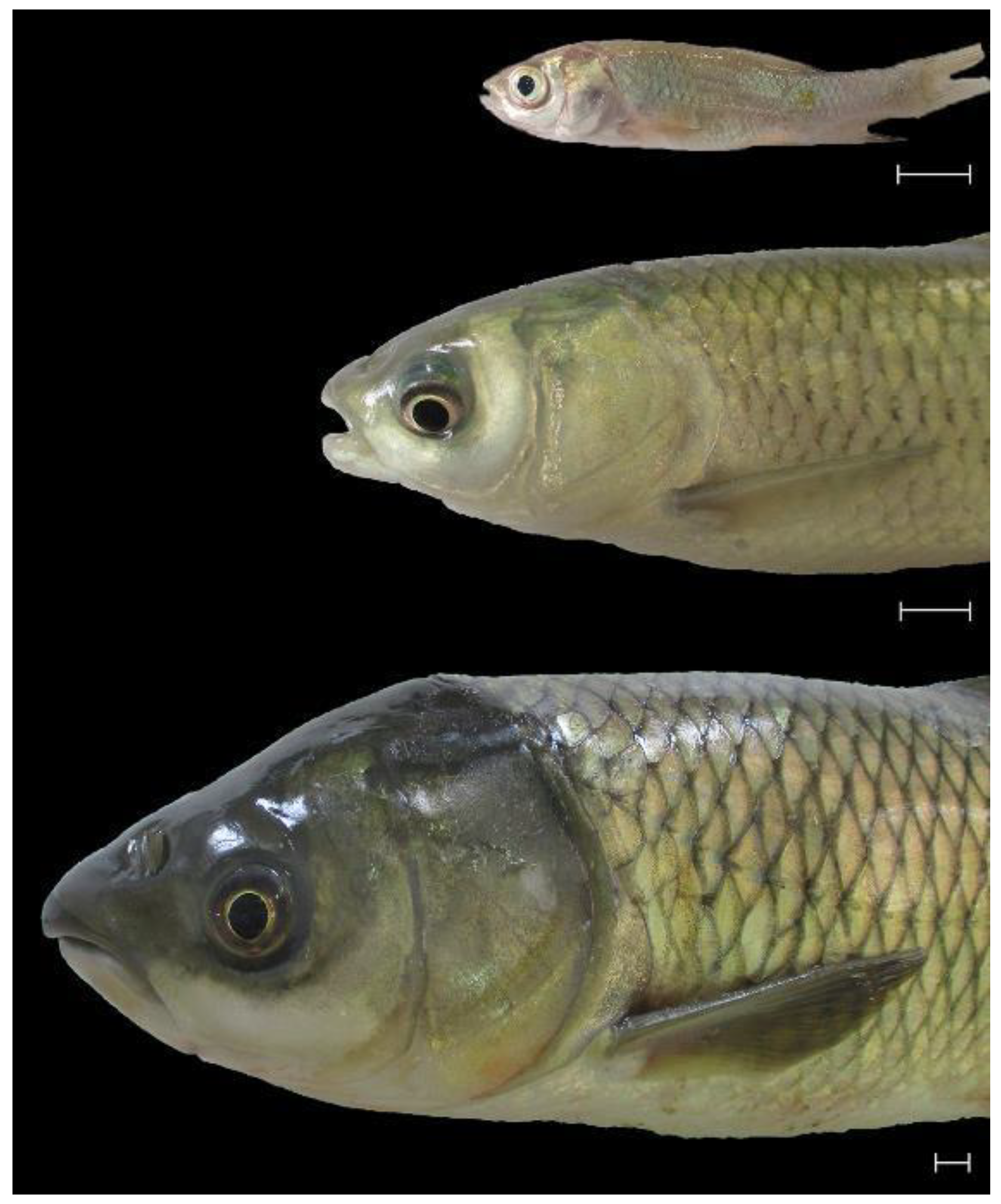 Animals 14 03162 g001