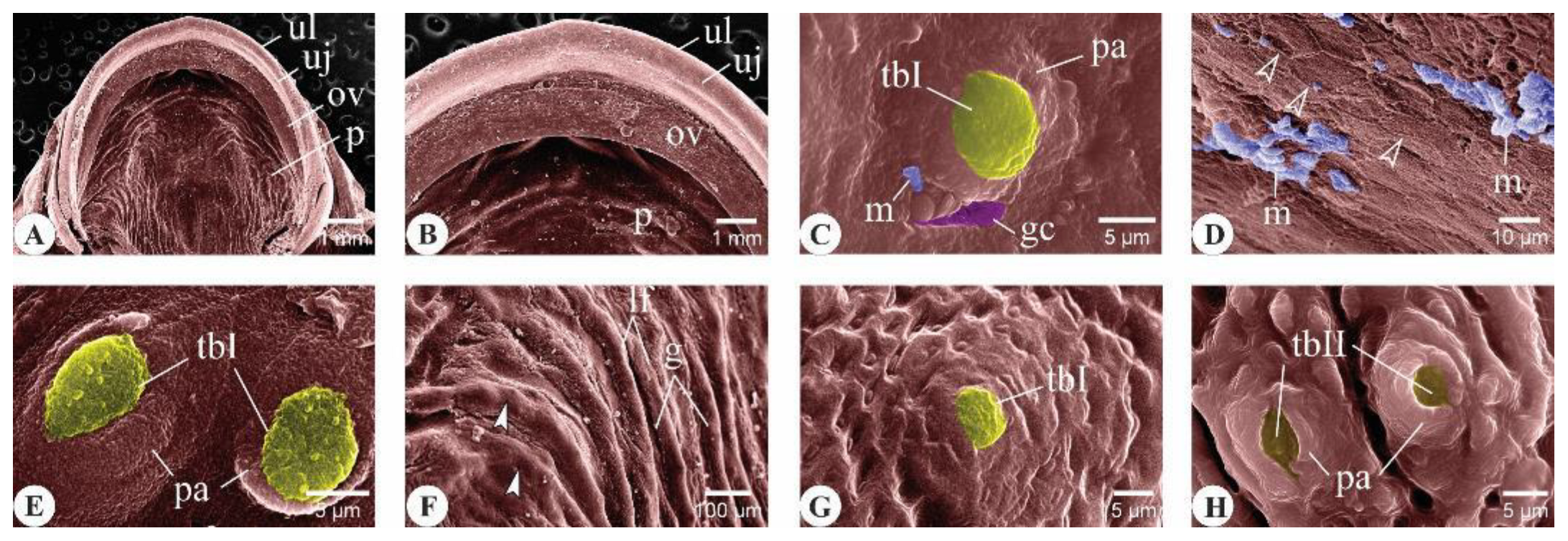 Animals 14 03162 g002