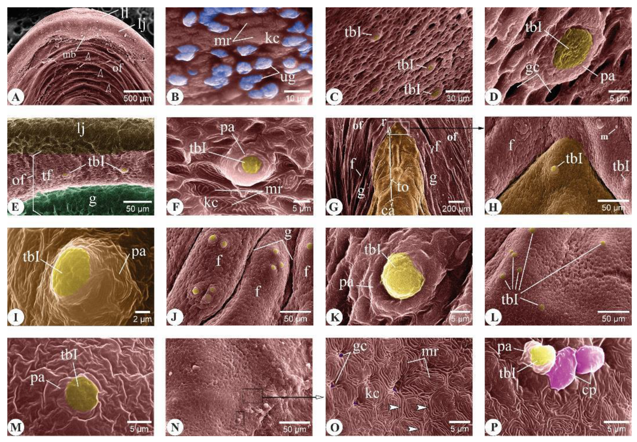 Animals 14 03162 g003