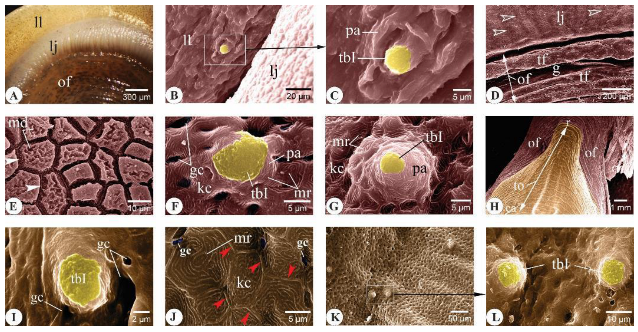 Animals 14 03162 g005