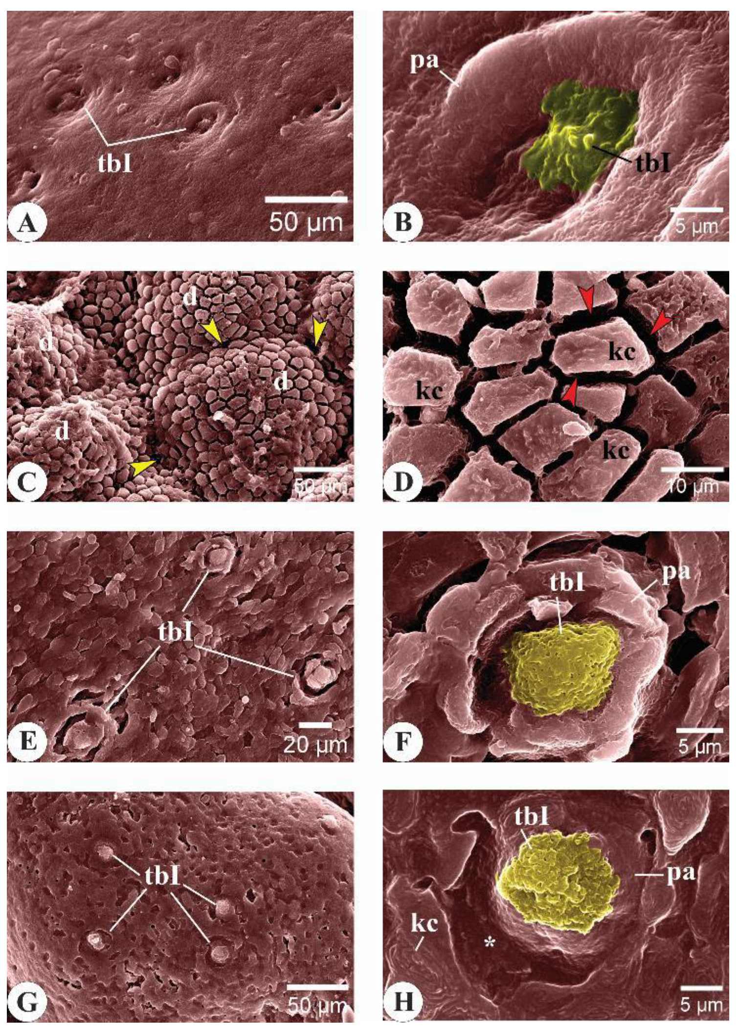 Animals 14 03162 g006