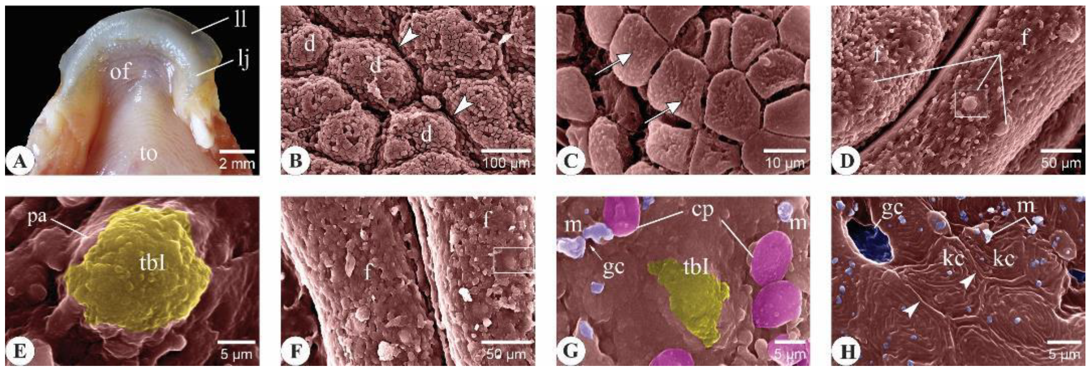 Animals 14 03162 g007