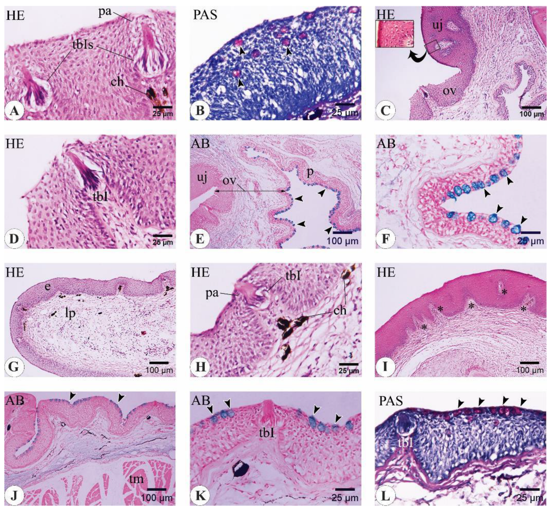 Animals 14 03162 g009