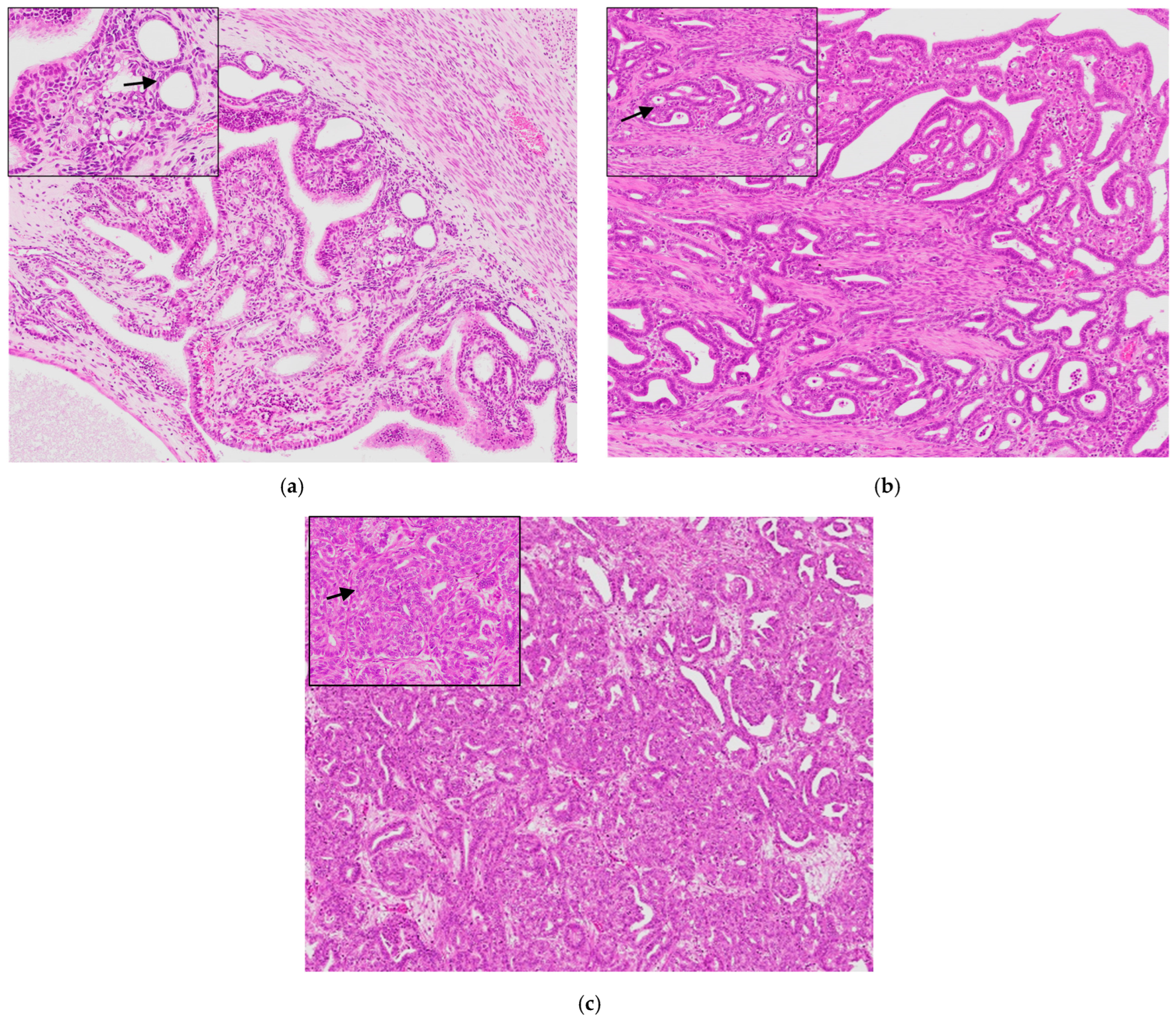 Animals 14 03169 g002 Animals 14 03169 g002