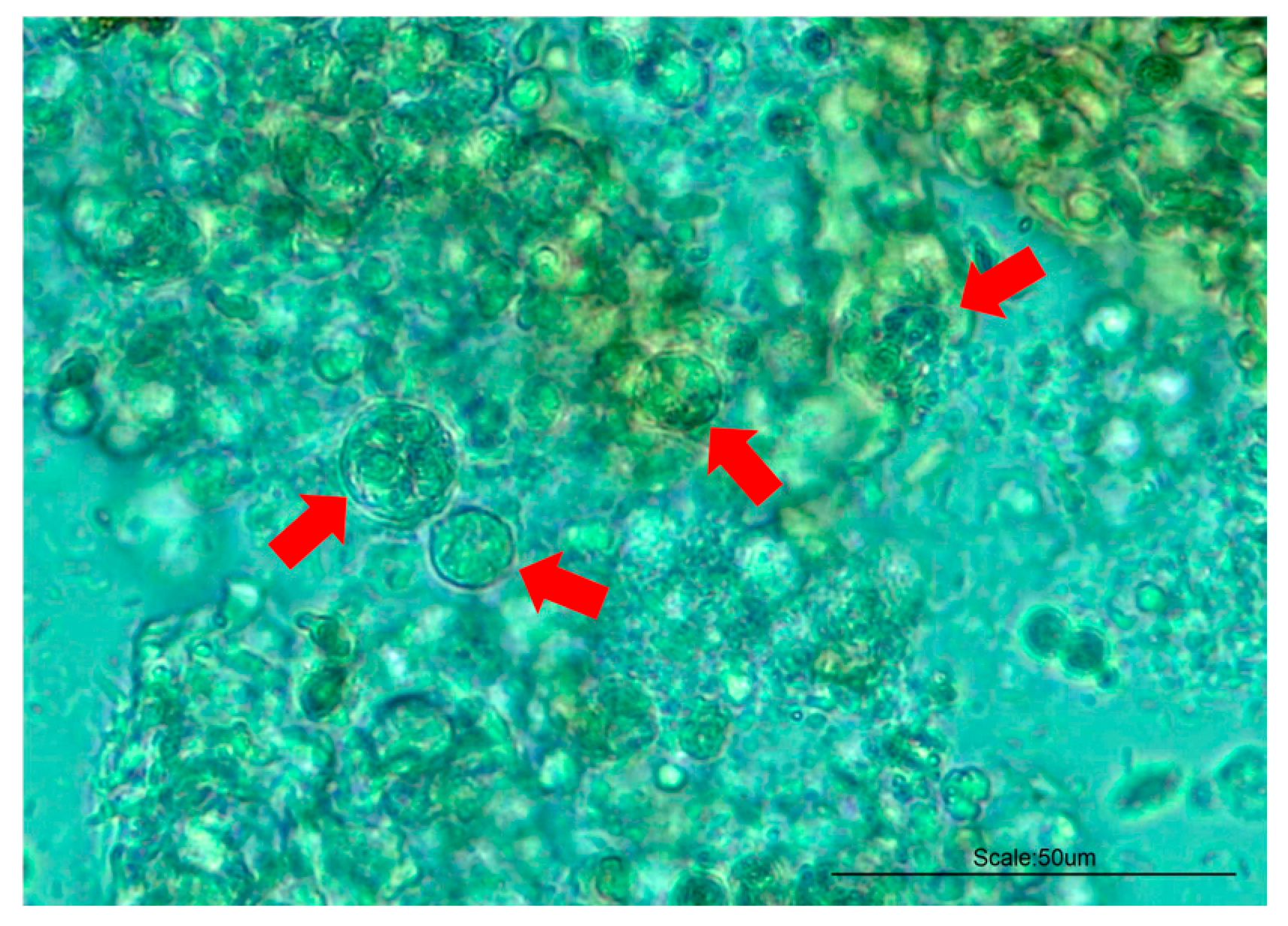 Animals 14 03176 g001