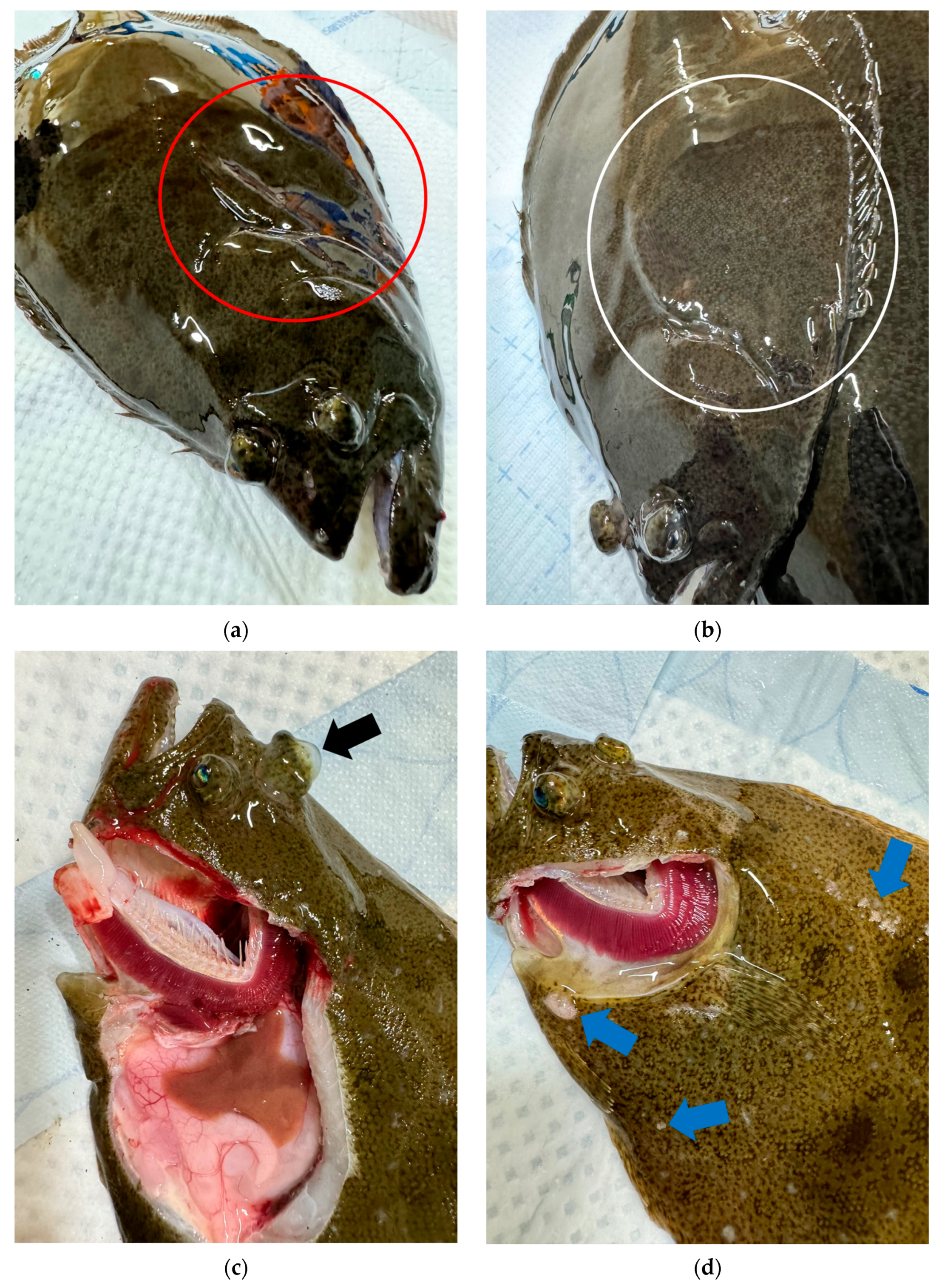 Animals 14 03176 g002