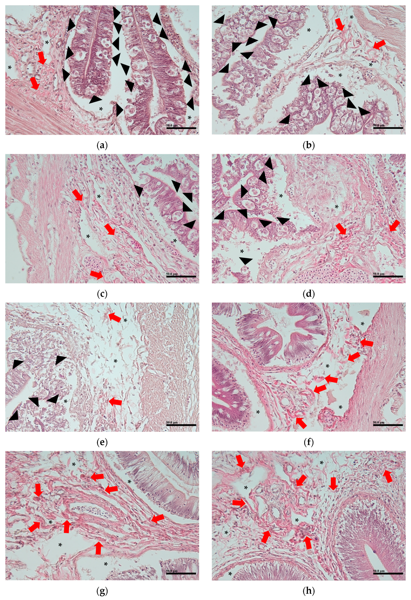 Animals 14 03176 g003