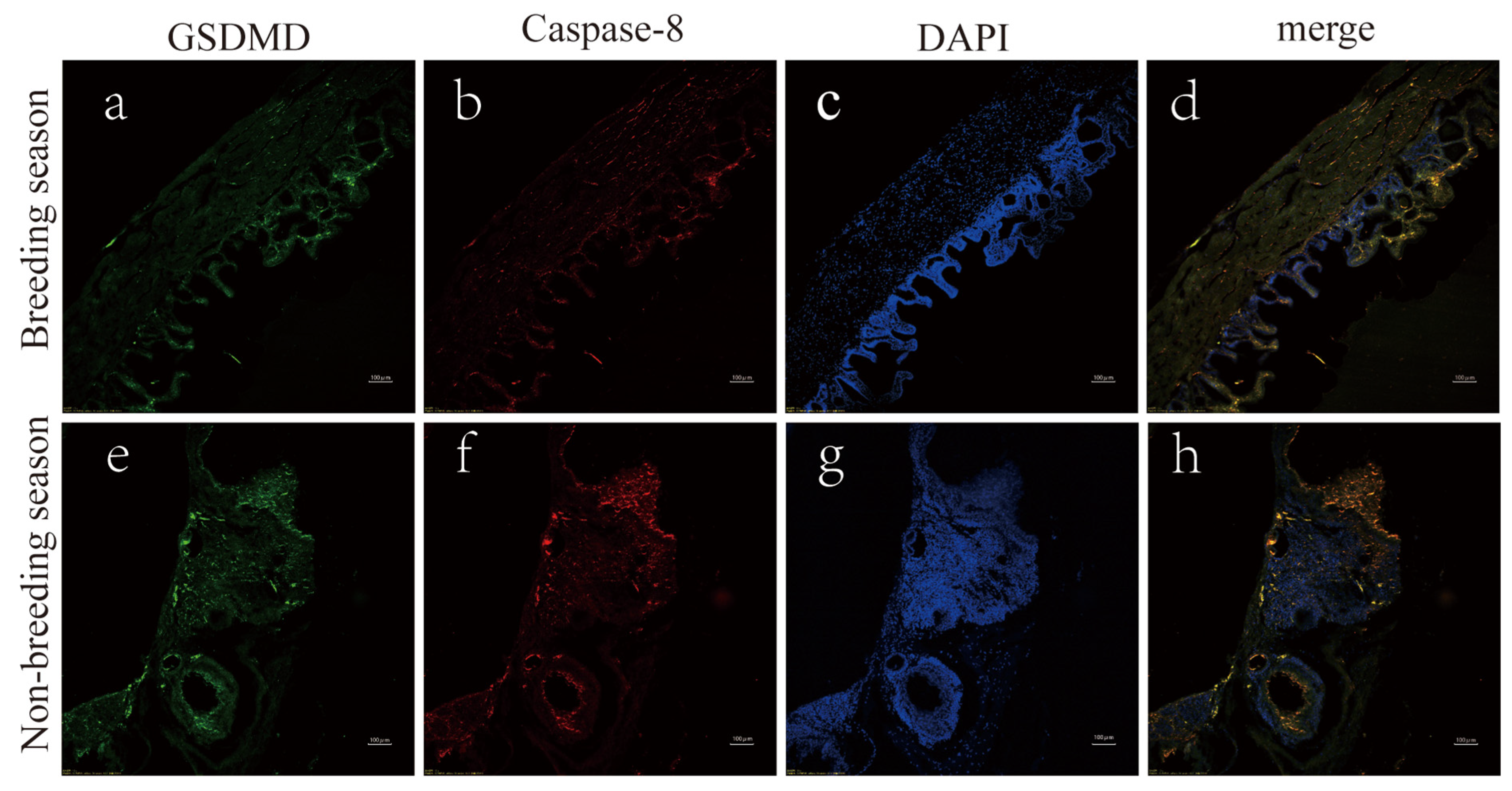Animals 14 03194 g003