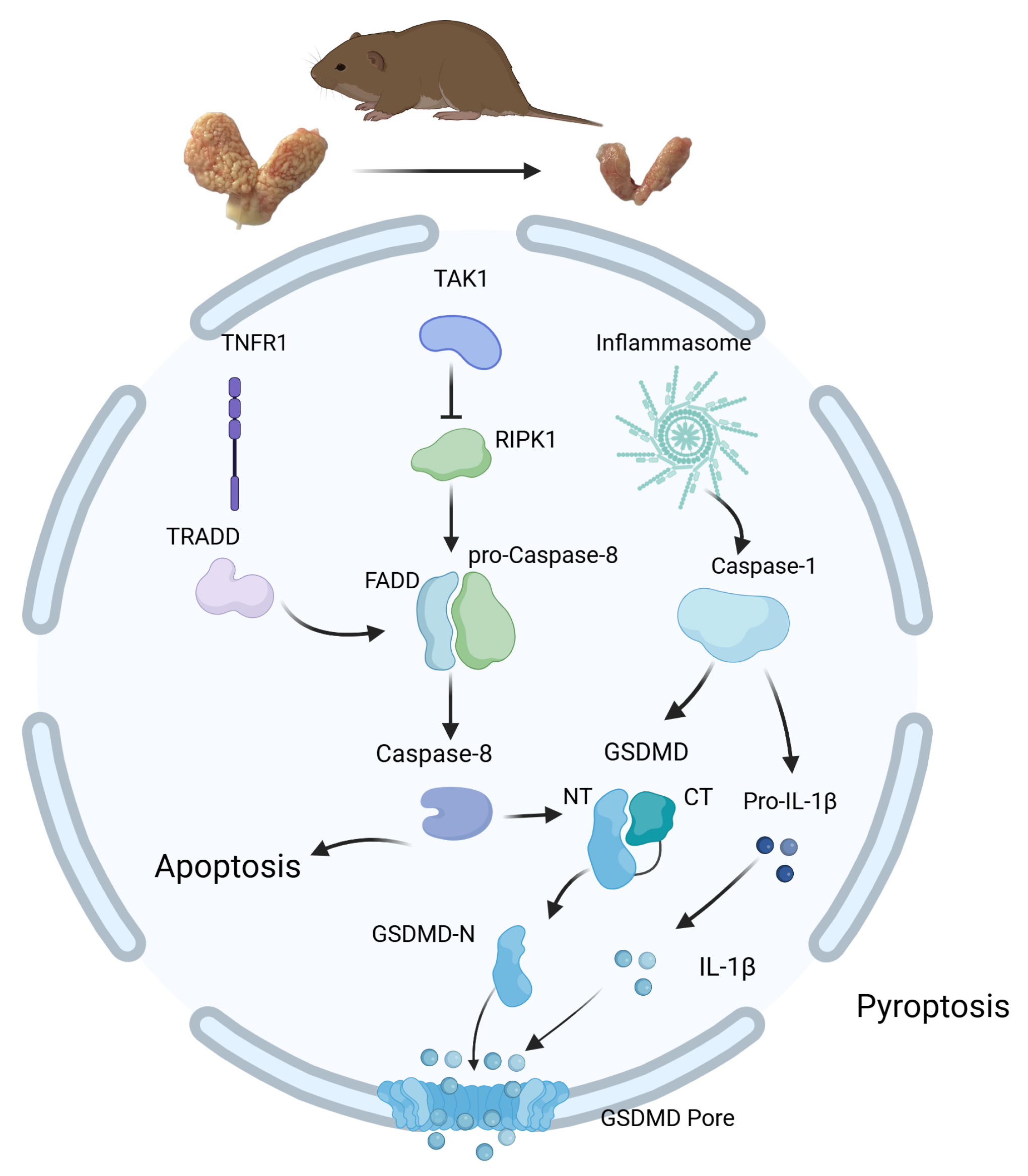 Animals 14 03194 g005