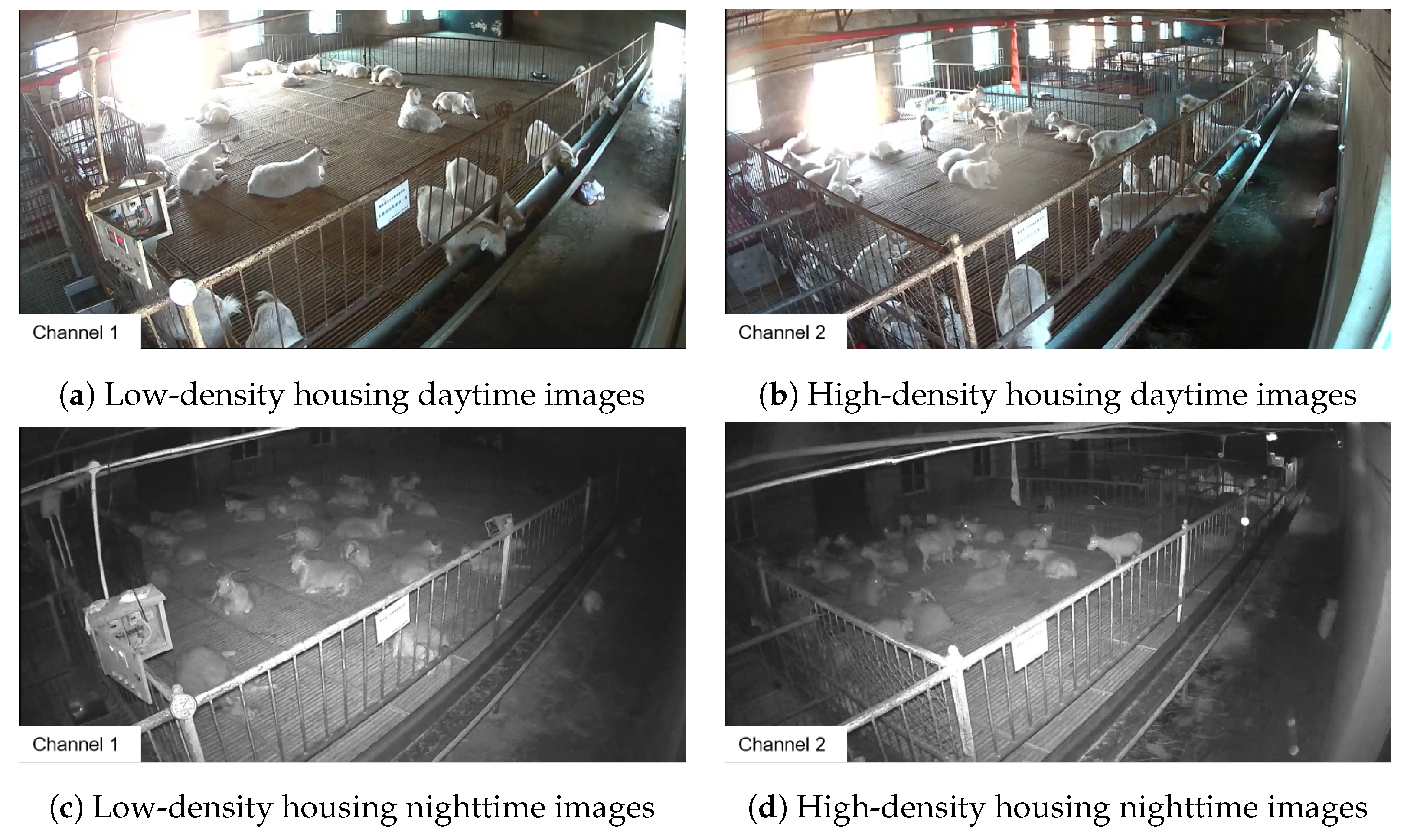 Animals 14 03197 g003