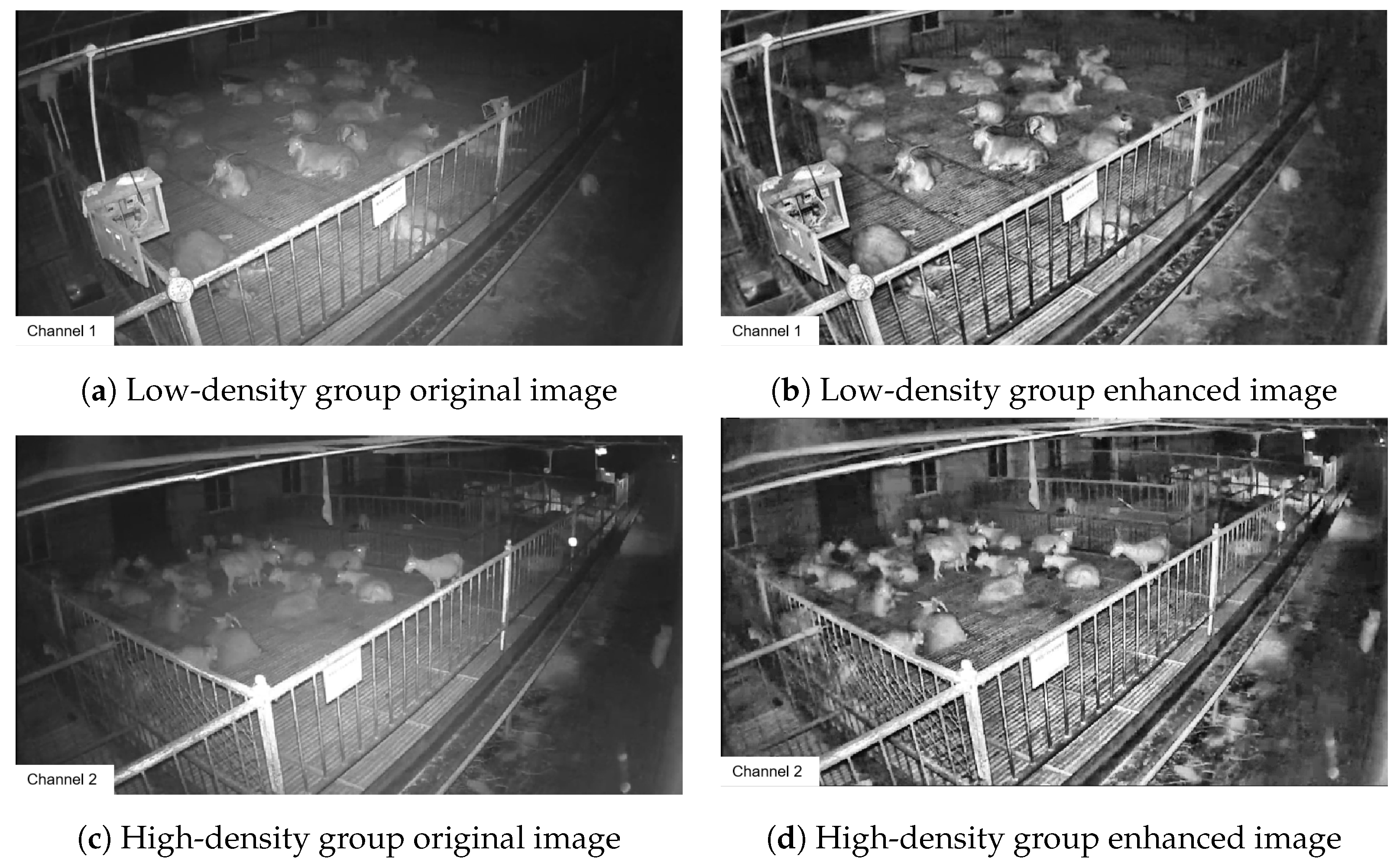 Animals 14 03197 g007