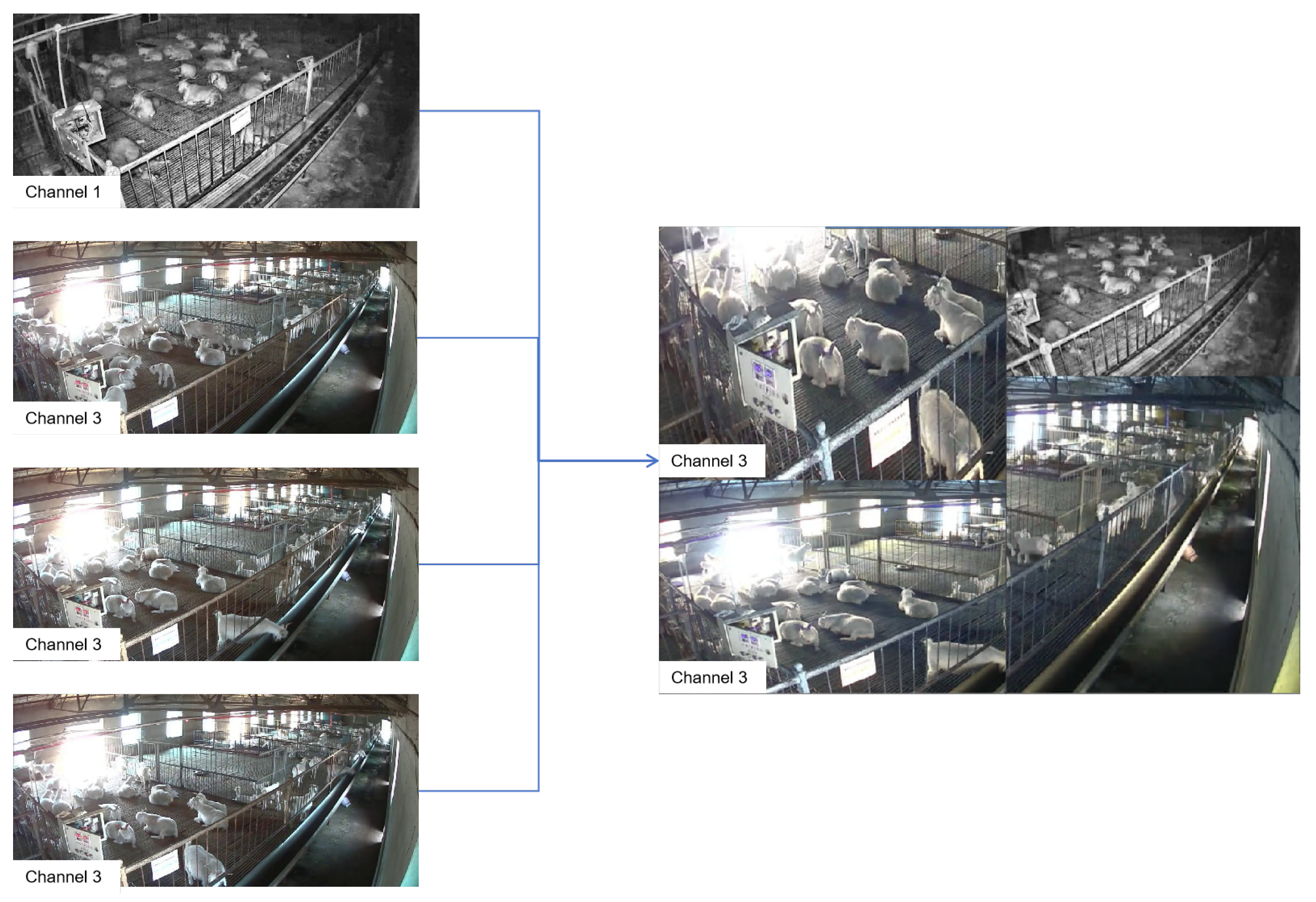 Animals 14 03197 g009