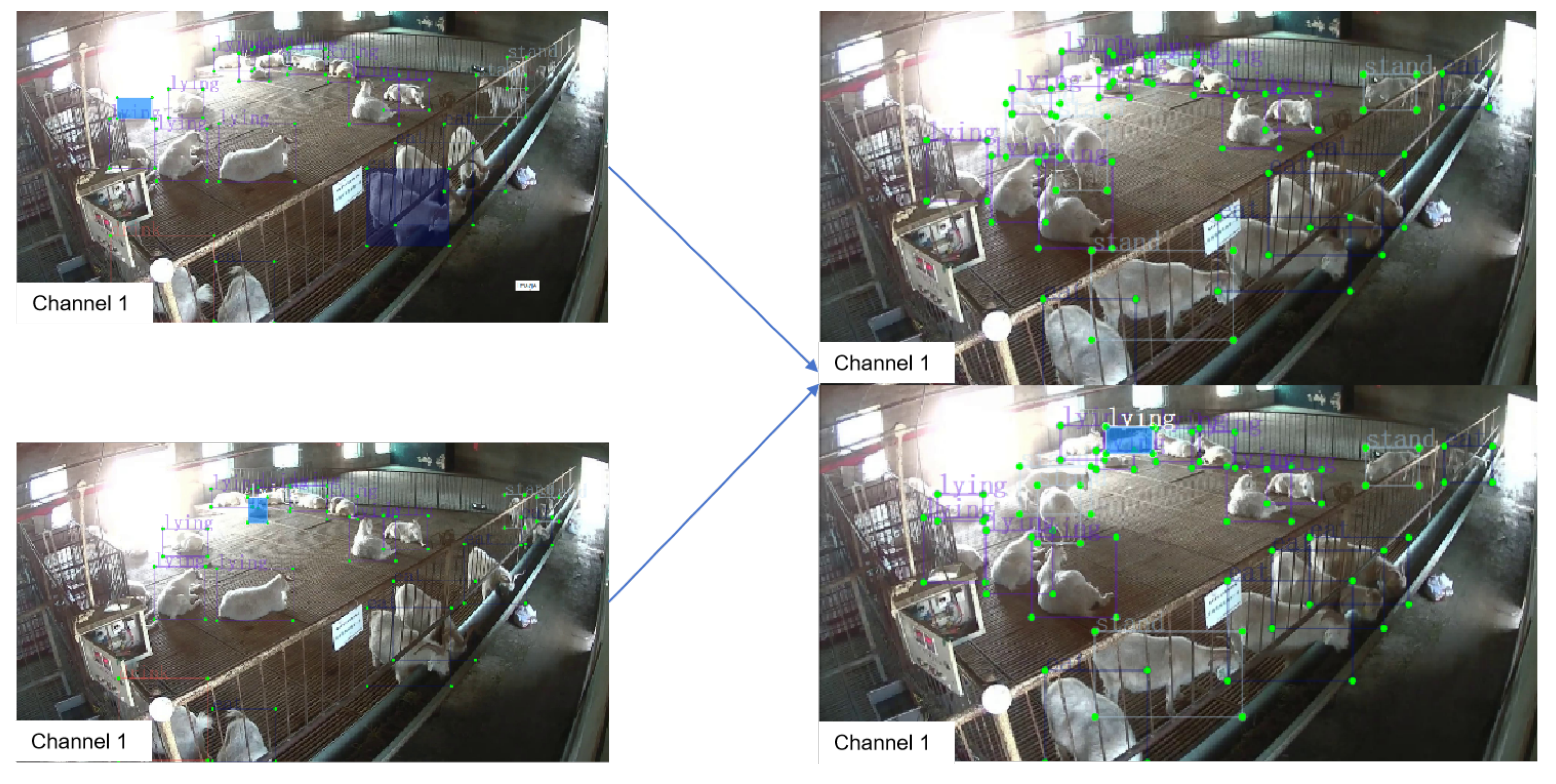 Animals 14 03197 g010