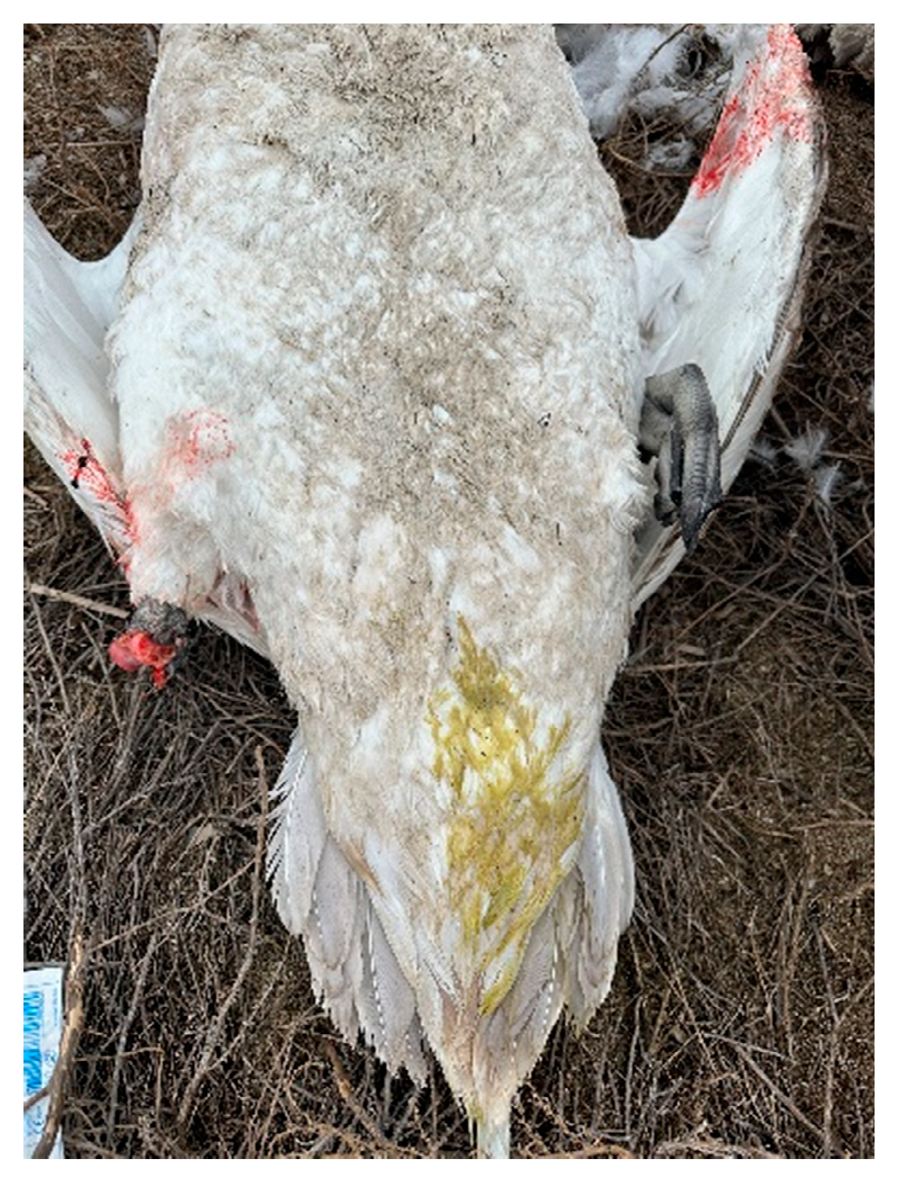 Animals 14 03211 g004