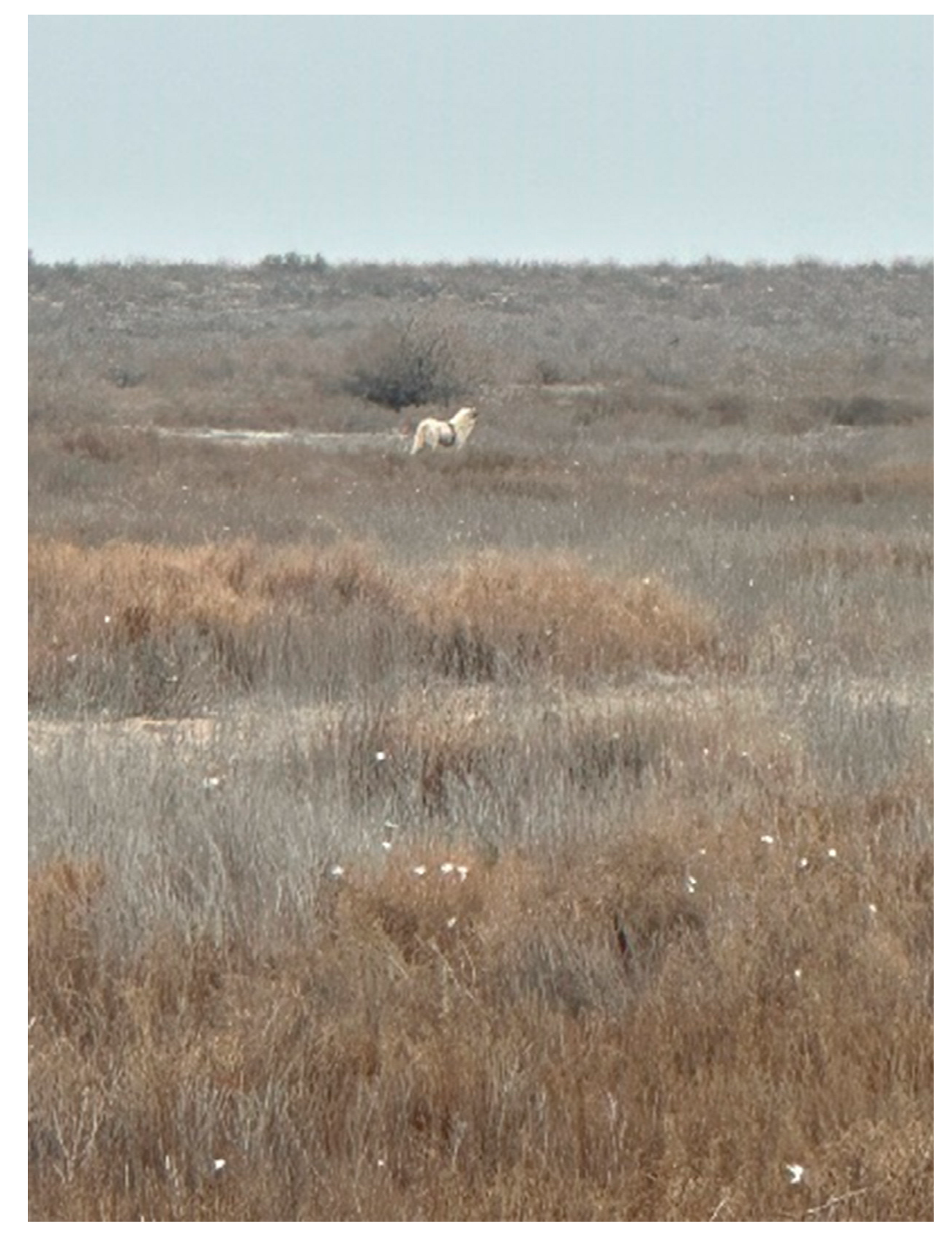 Animals 14 03211 g005