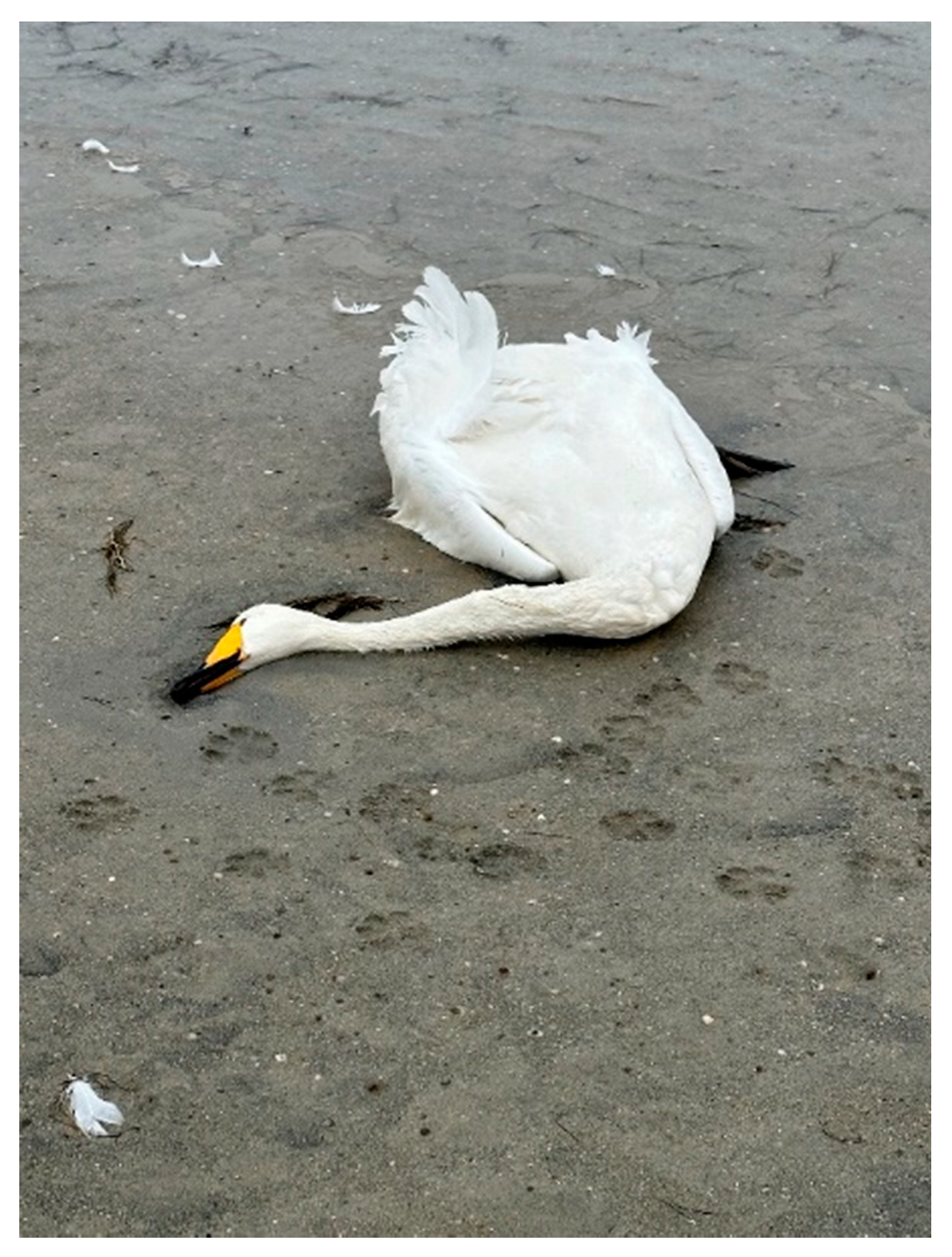 Animals 14 03211 g006