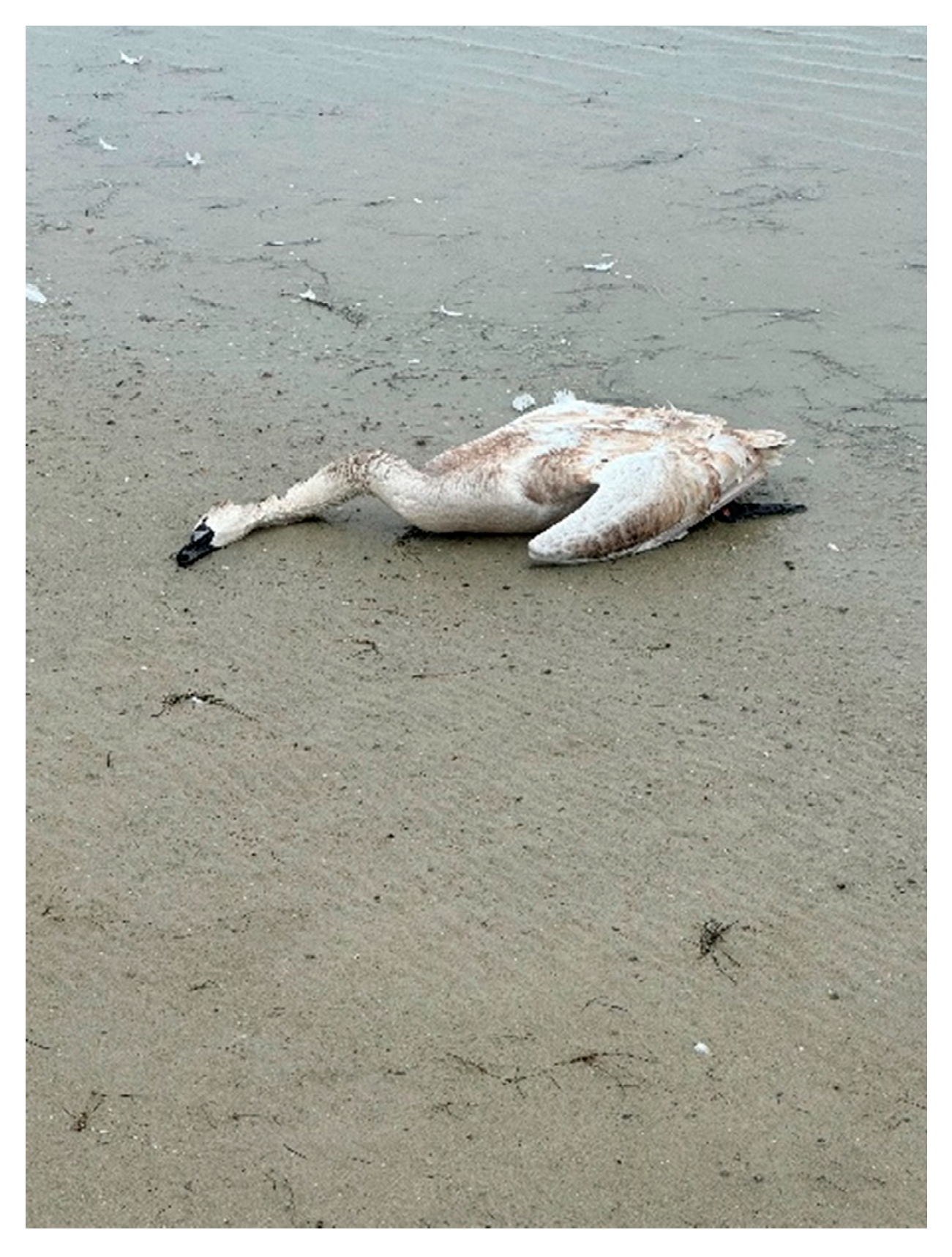 Animals 14 03211 g007