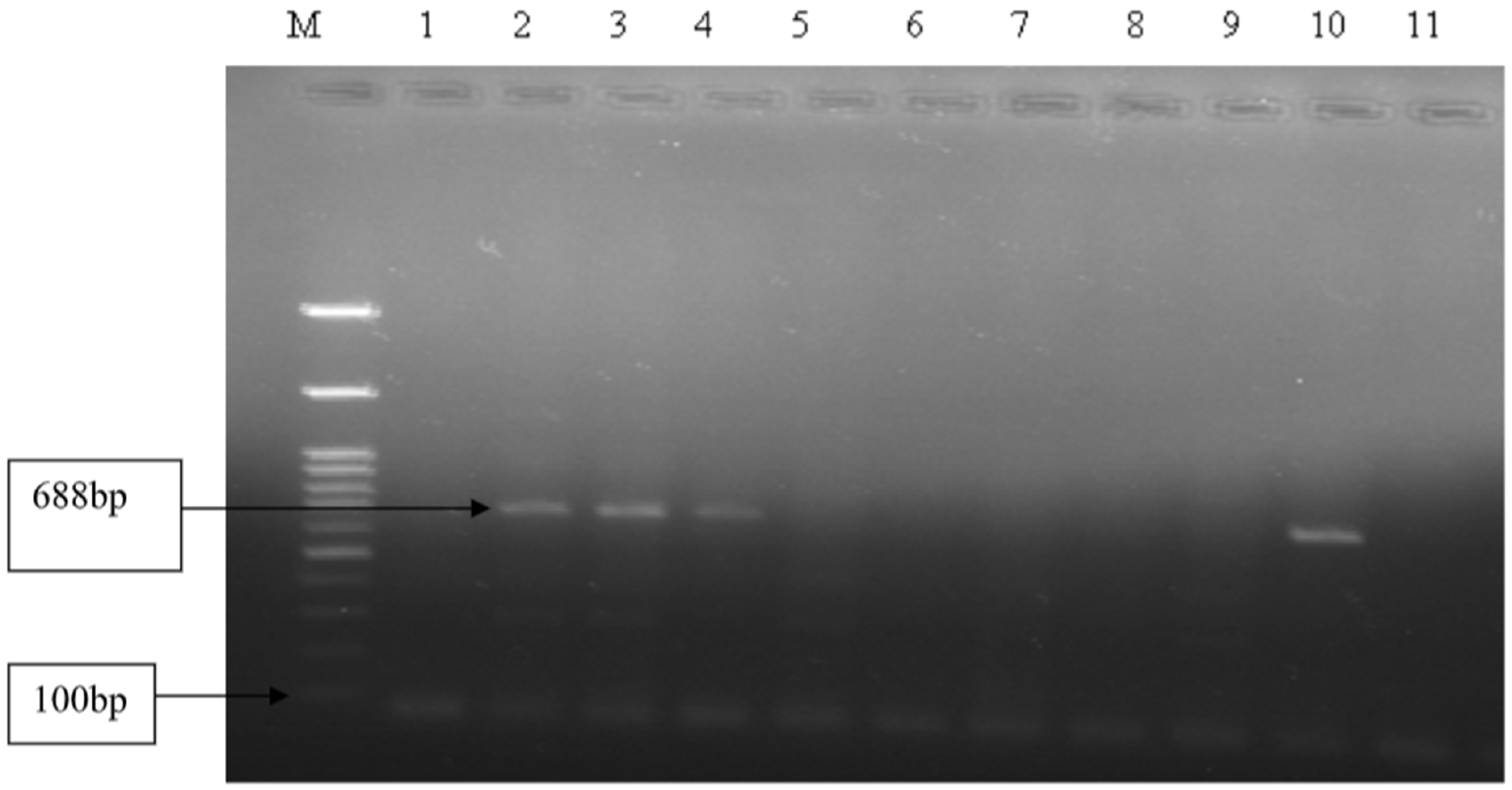 Animals 14 03227 g002