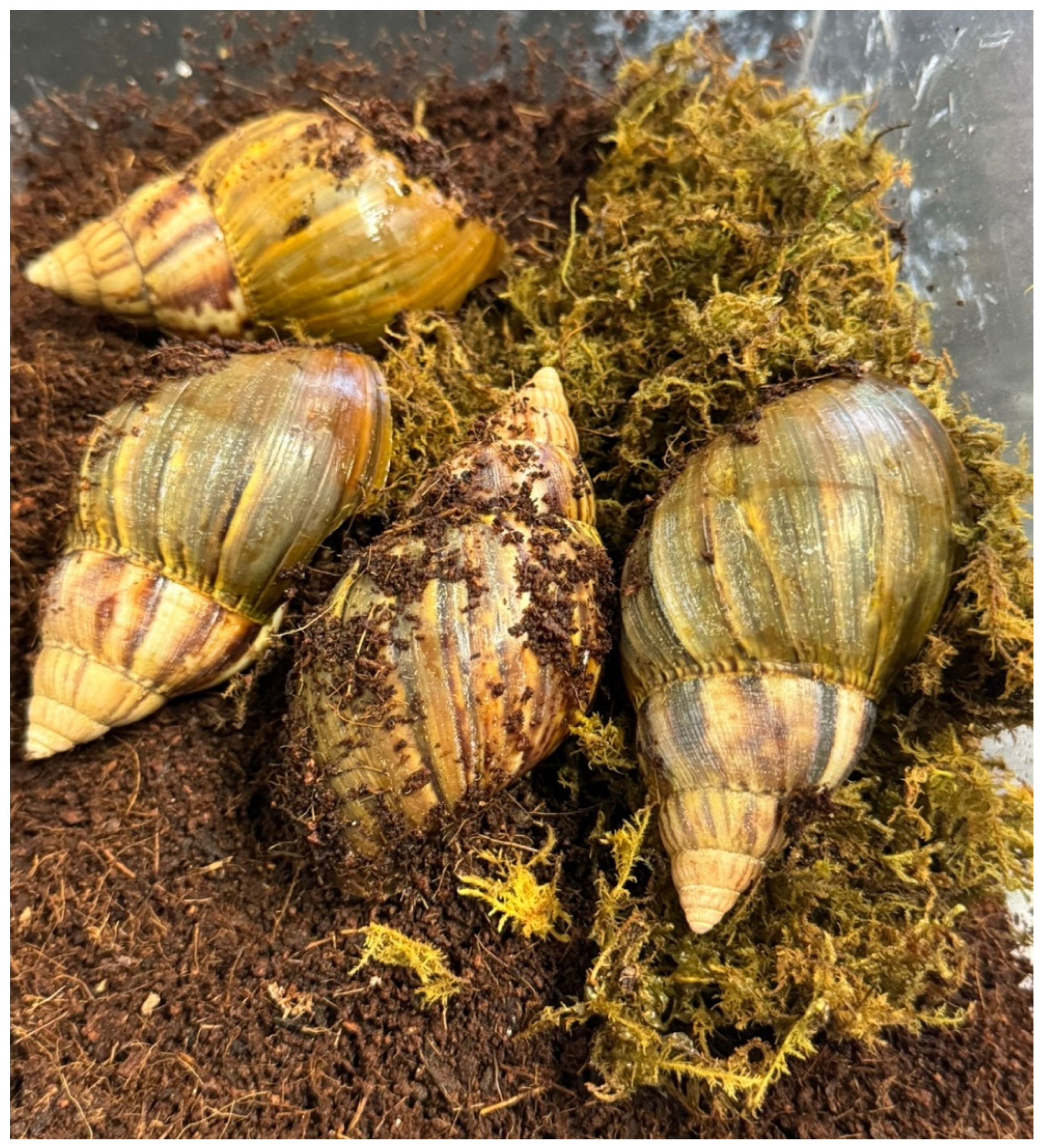 Animals 14 03229 g001