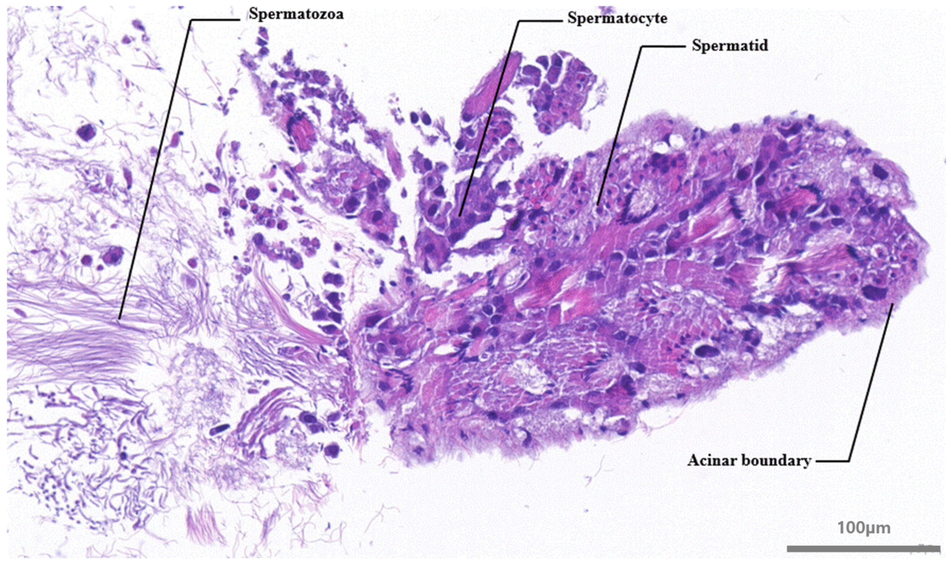 Animals 14 03229 g004