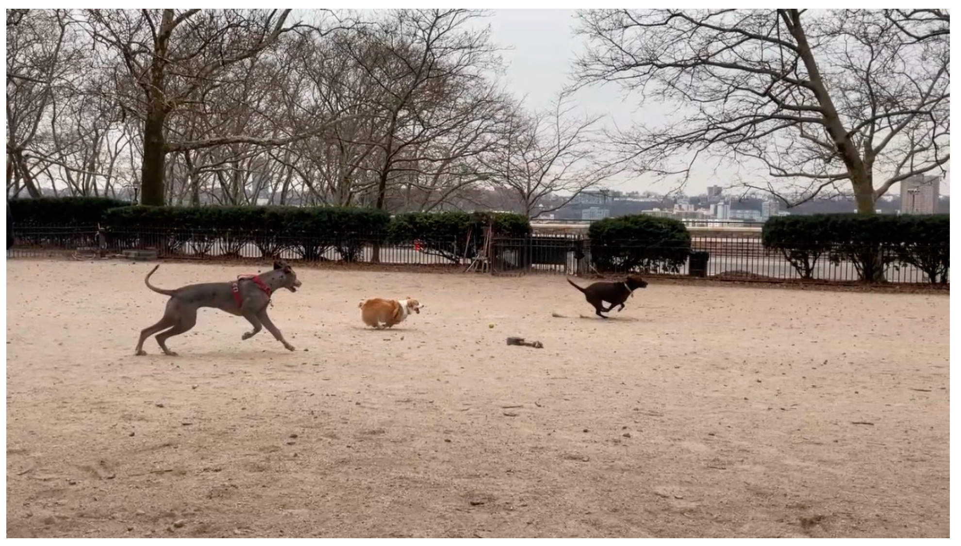 Animals 14 03248 g001