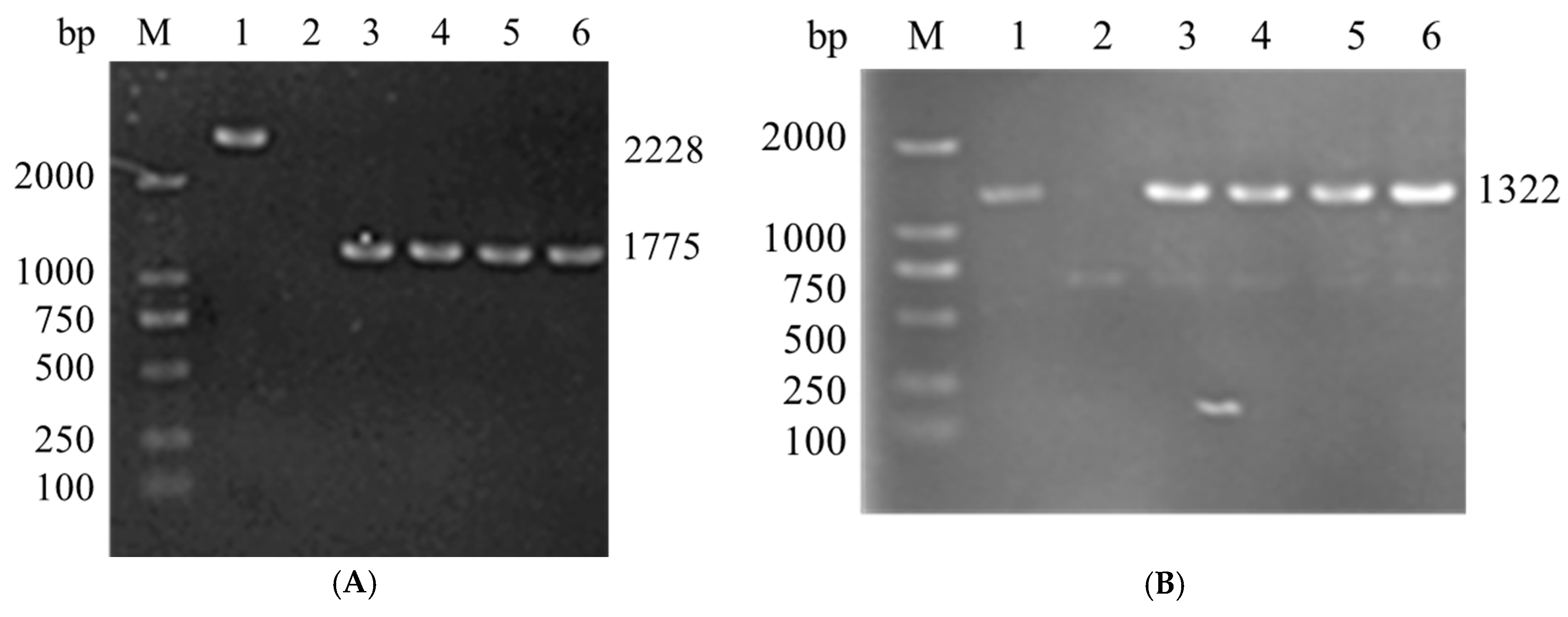 Animals 14 03250 g002