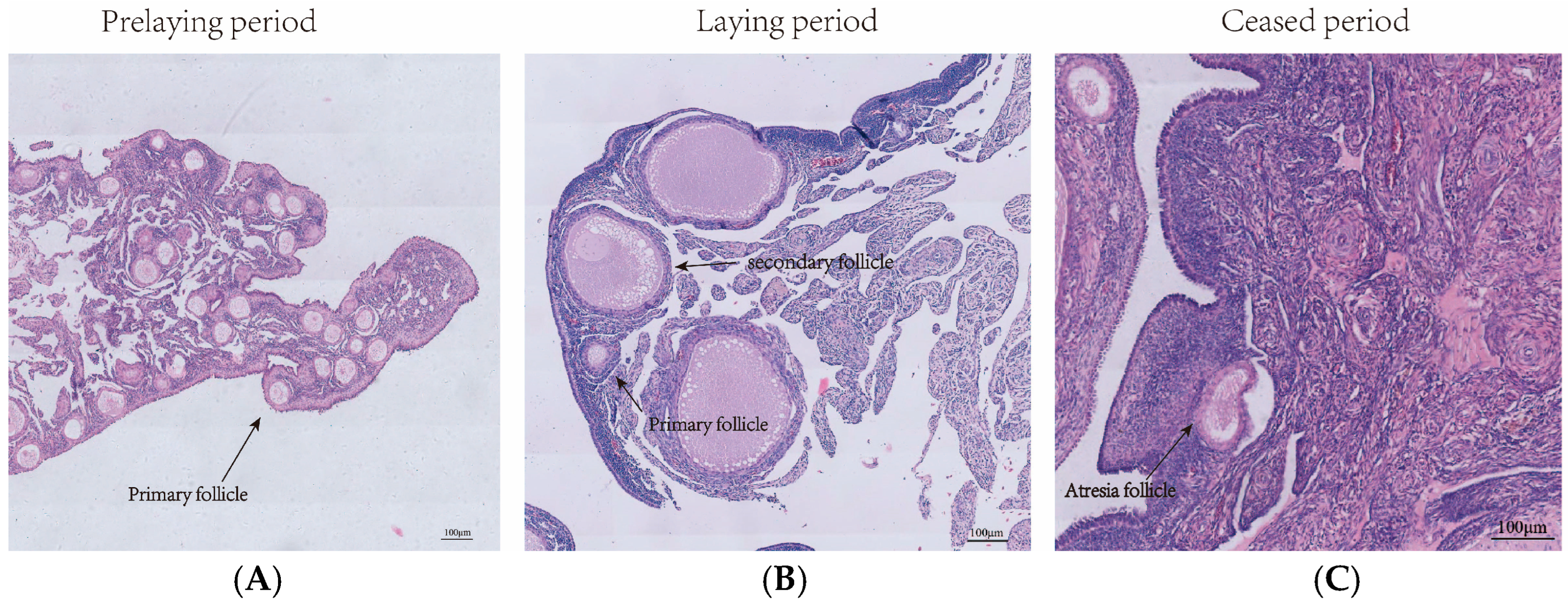 Animals 14 03258 g001