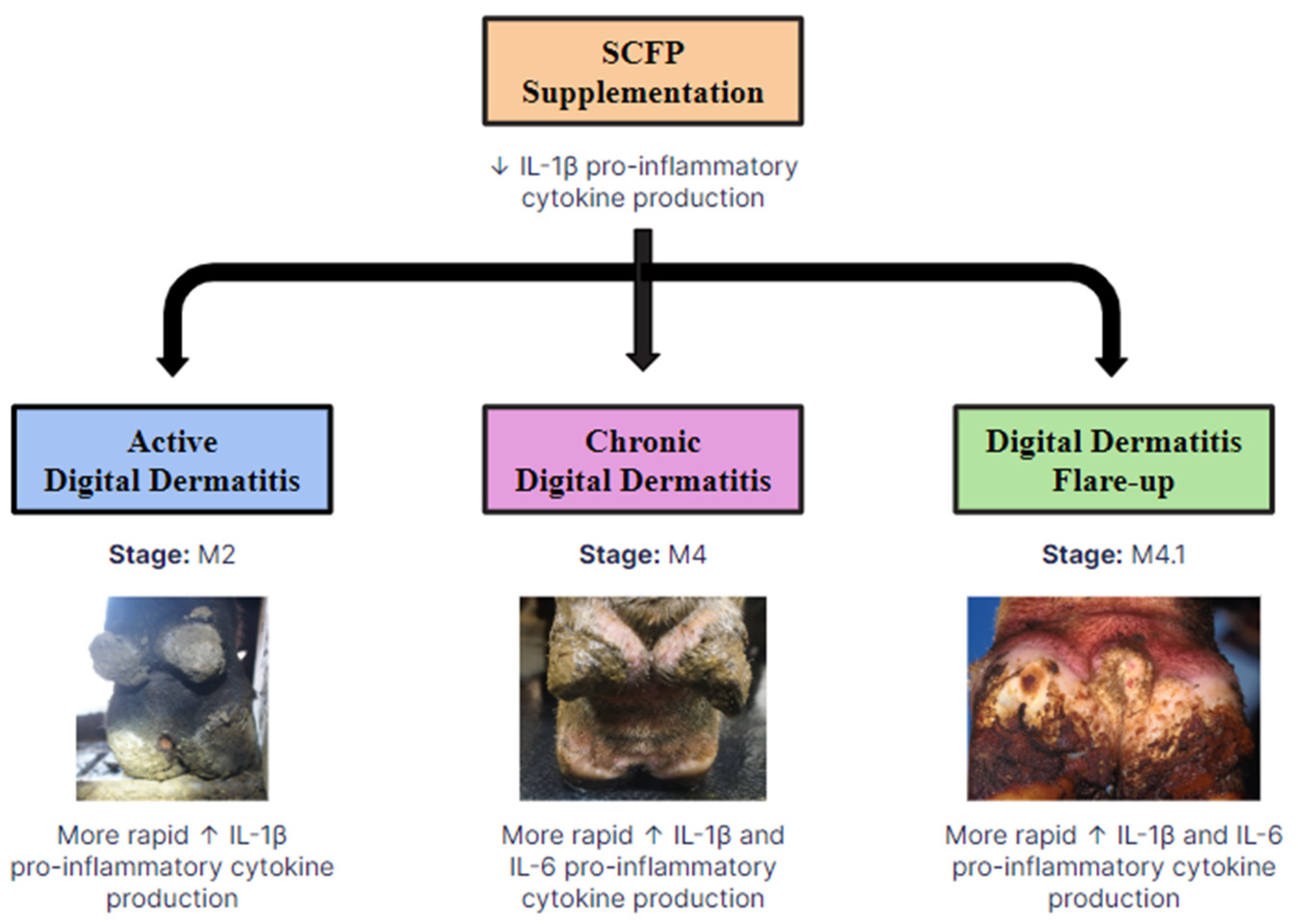 Animals 14 03260 g003