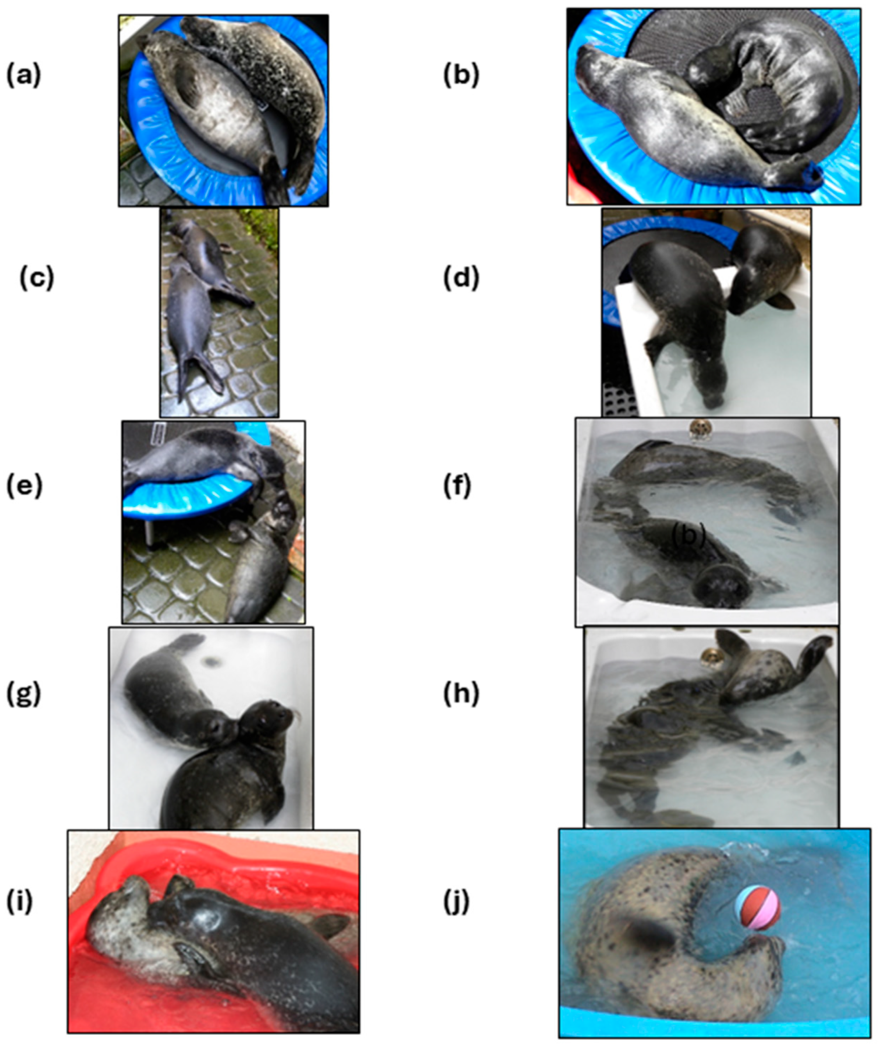 Animals 14 03264 g003