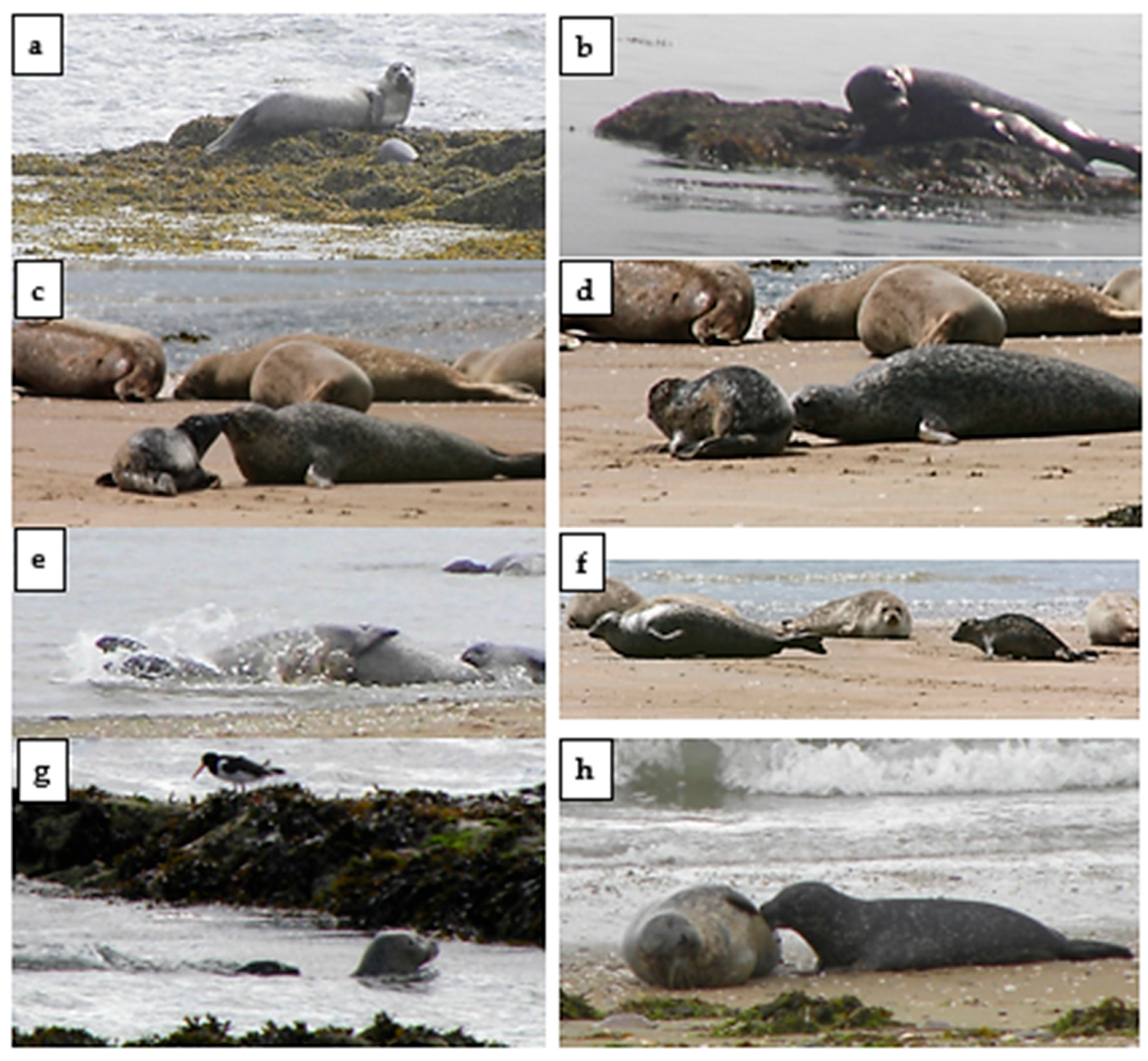 Animals 14 03264 g0a2