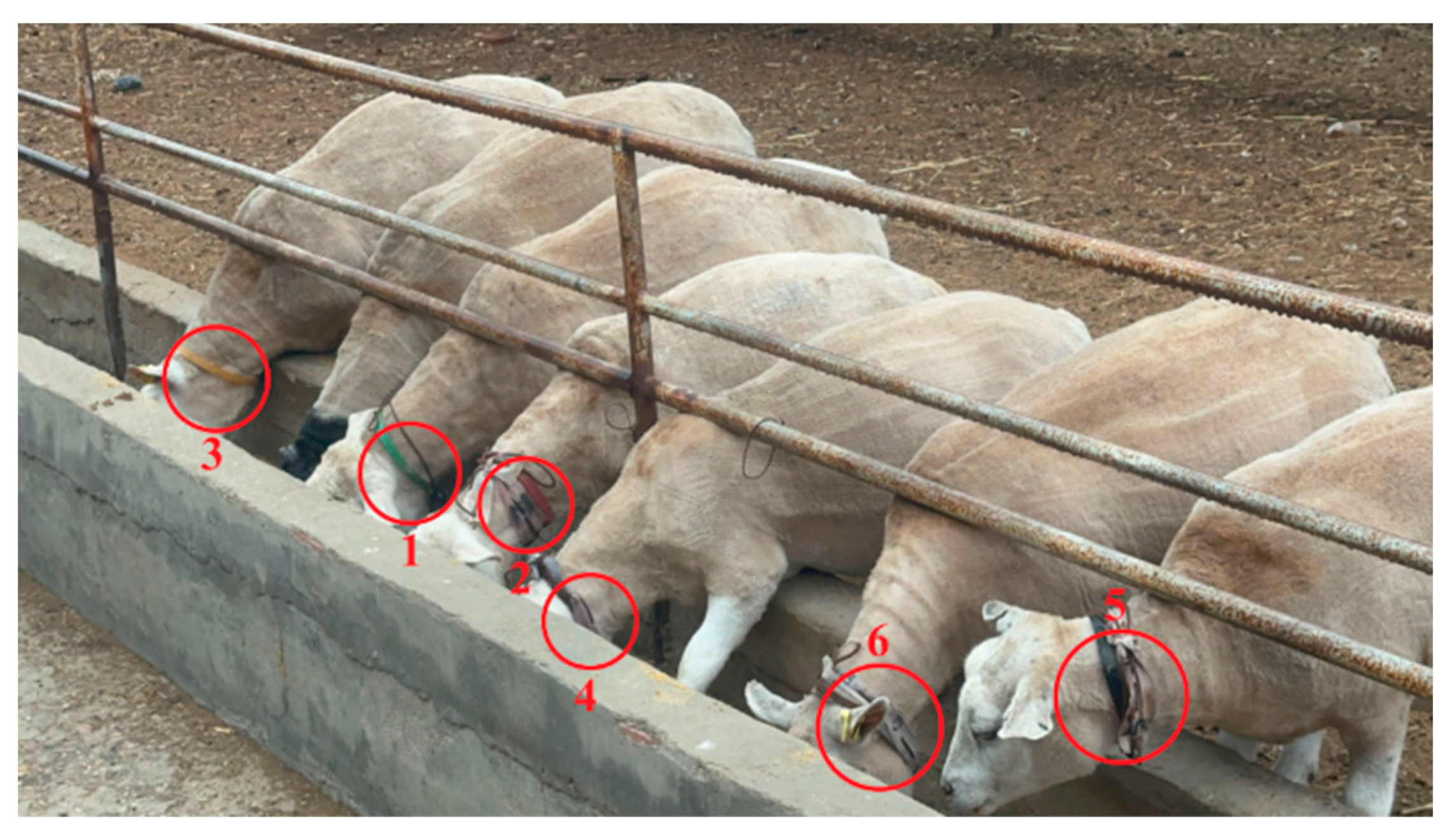 Animals 14 03267 g002