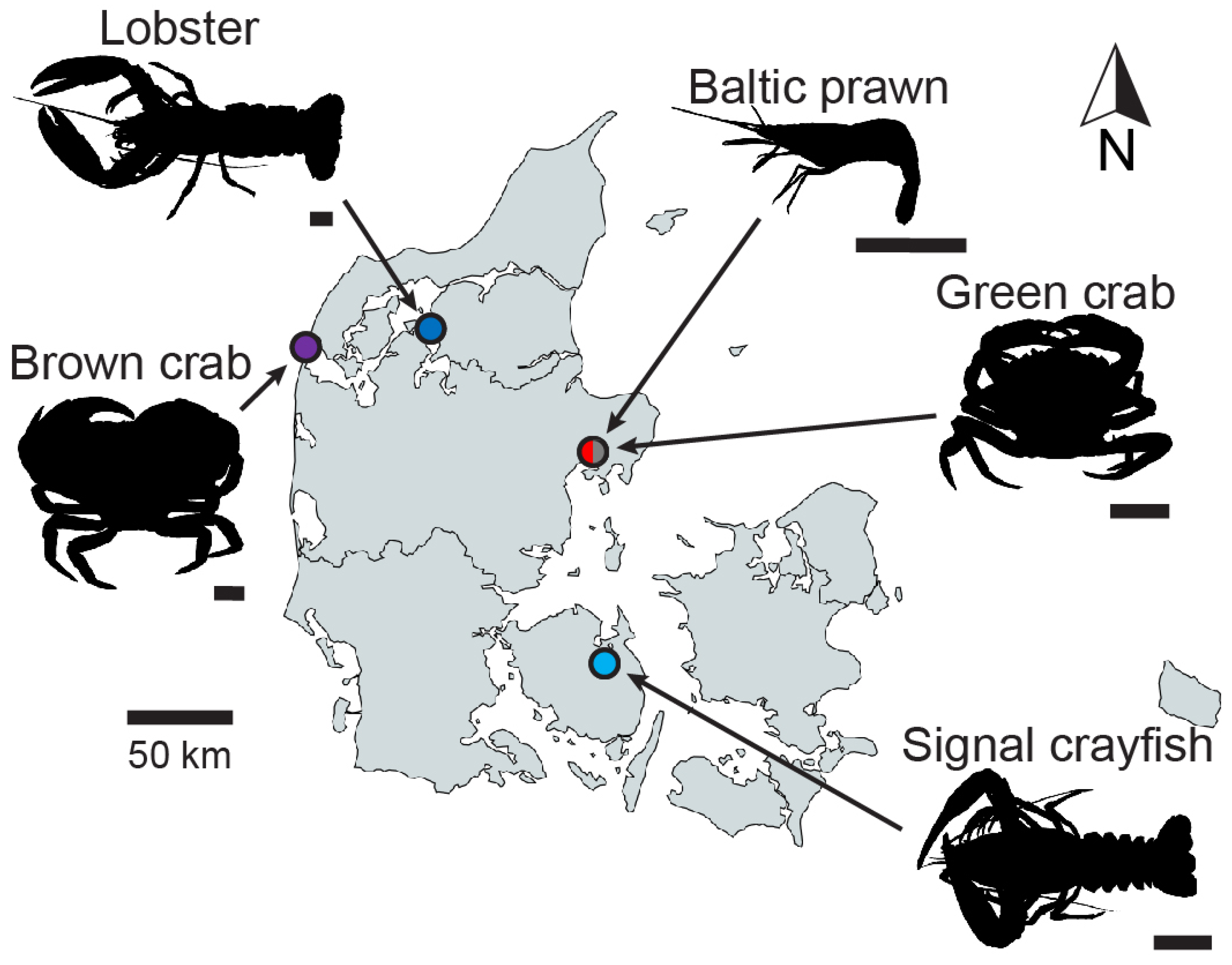 Animals 14 03277 g001