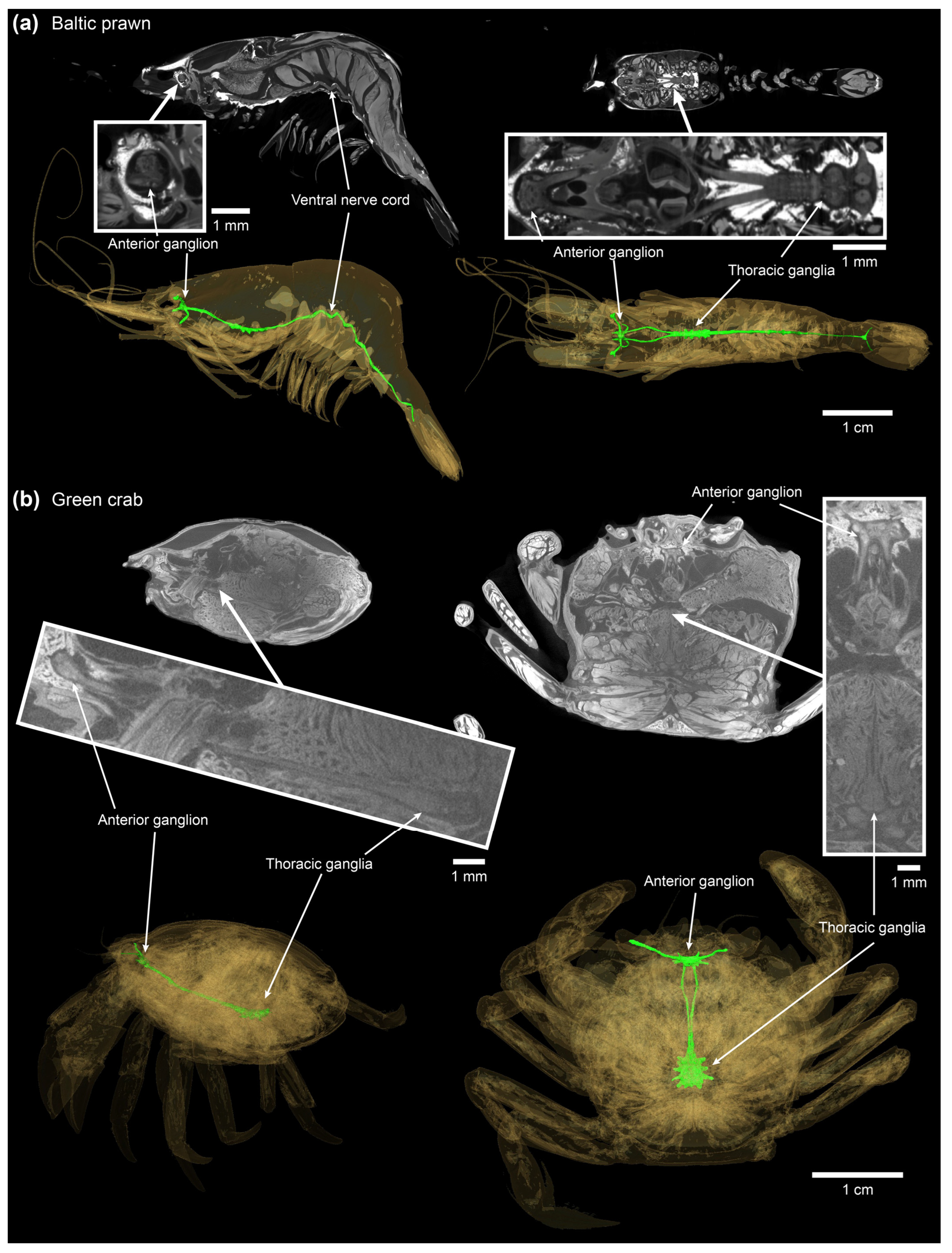 Animals 14 03277 g003