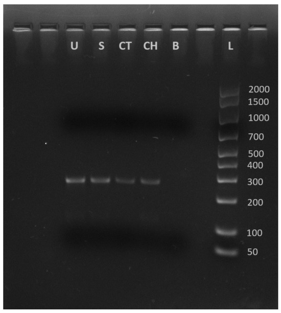 First Detection of Lactococcus petauri in Domestic Dogs in Italy