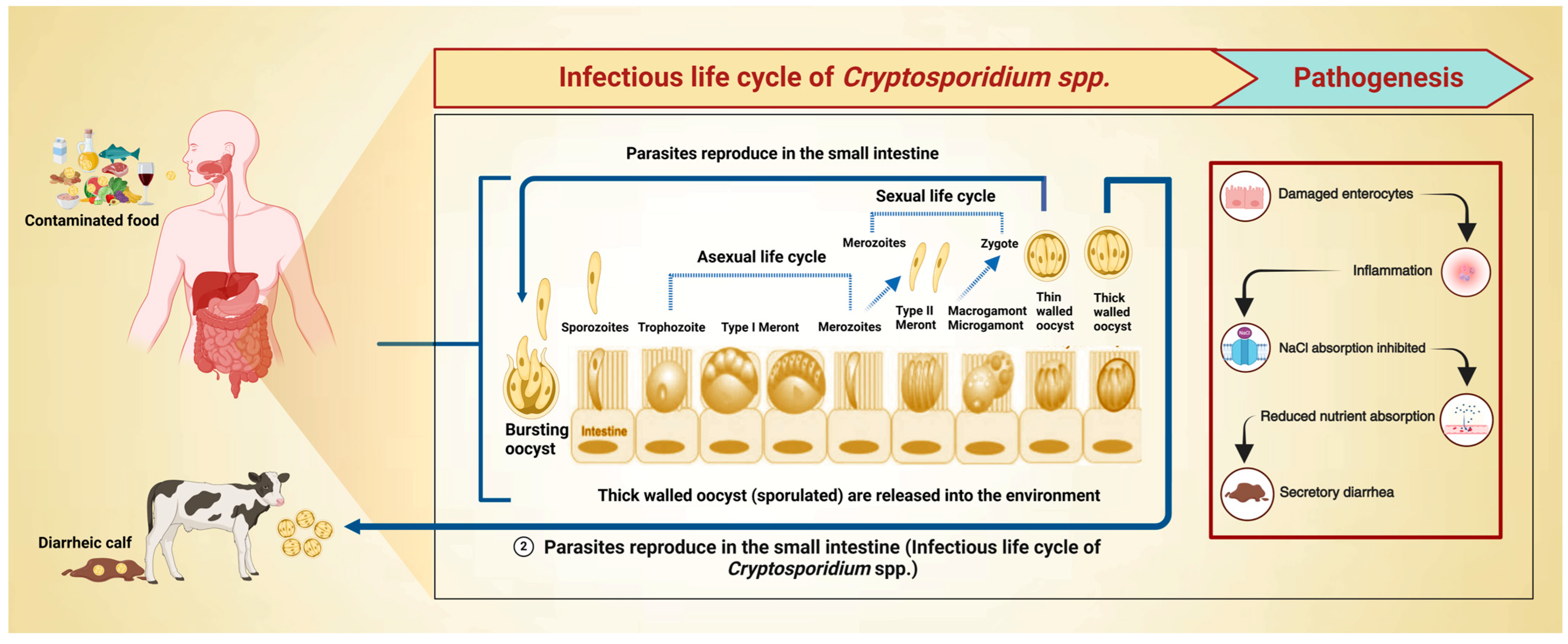 Animals 14 03287 g001