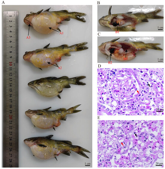 Natural Co-Infections of Aeromonas veronii and Yellow Catfish 